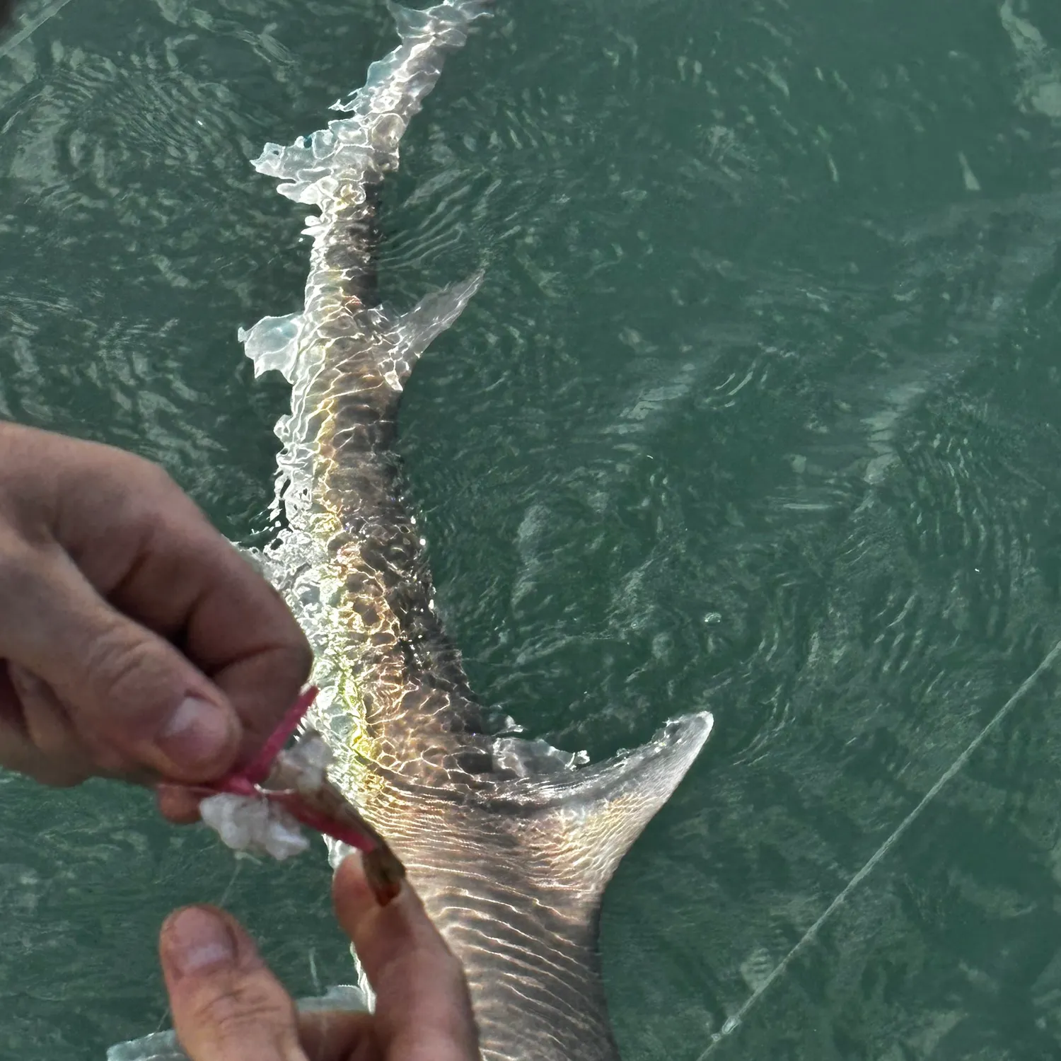 The most recent Common smooth-hound catches on Fishbrain
