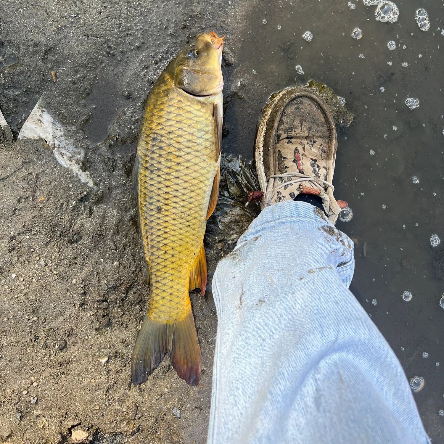 Common carp caught on Fishbrain