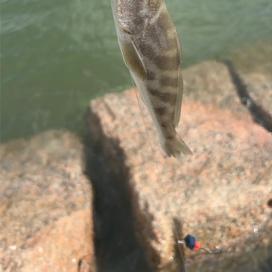 Southern kingcroaker caught on Fishbrain