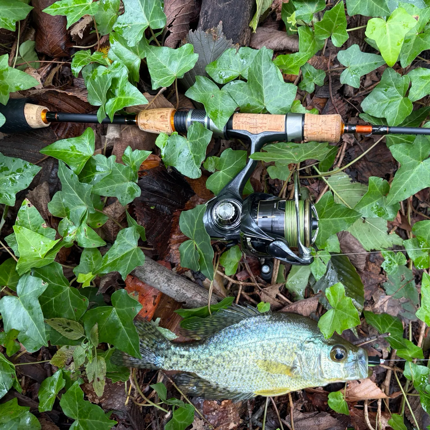 Black crappie caught on Fishbrain