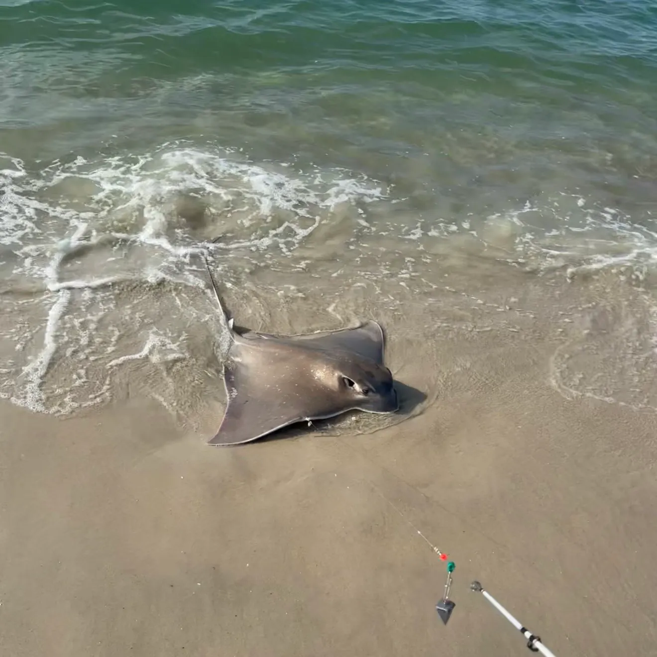 The most recent Southern stingray catches on Fishbrain
