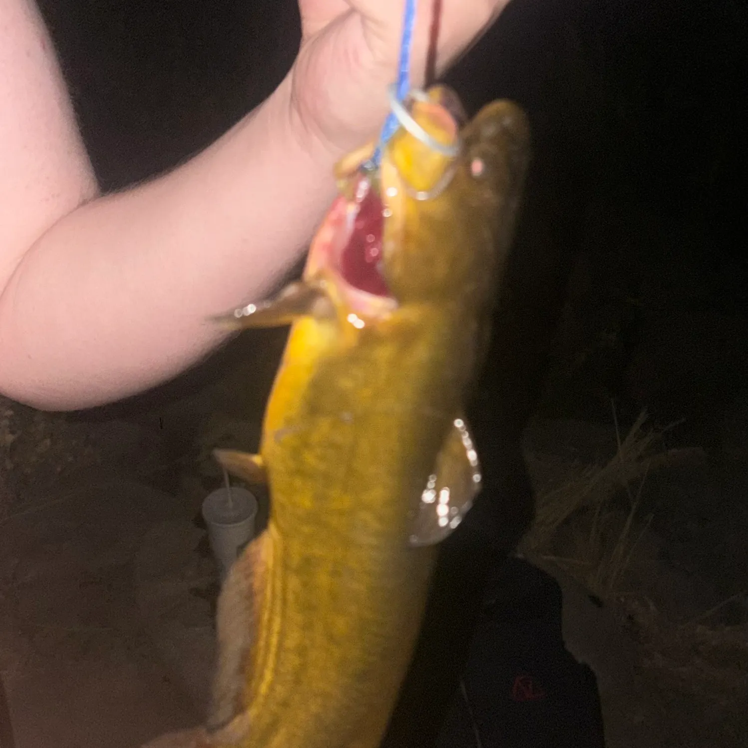 Yellow bullhead caught on Fishbrain