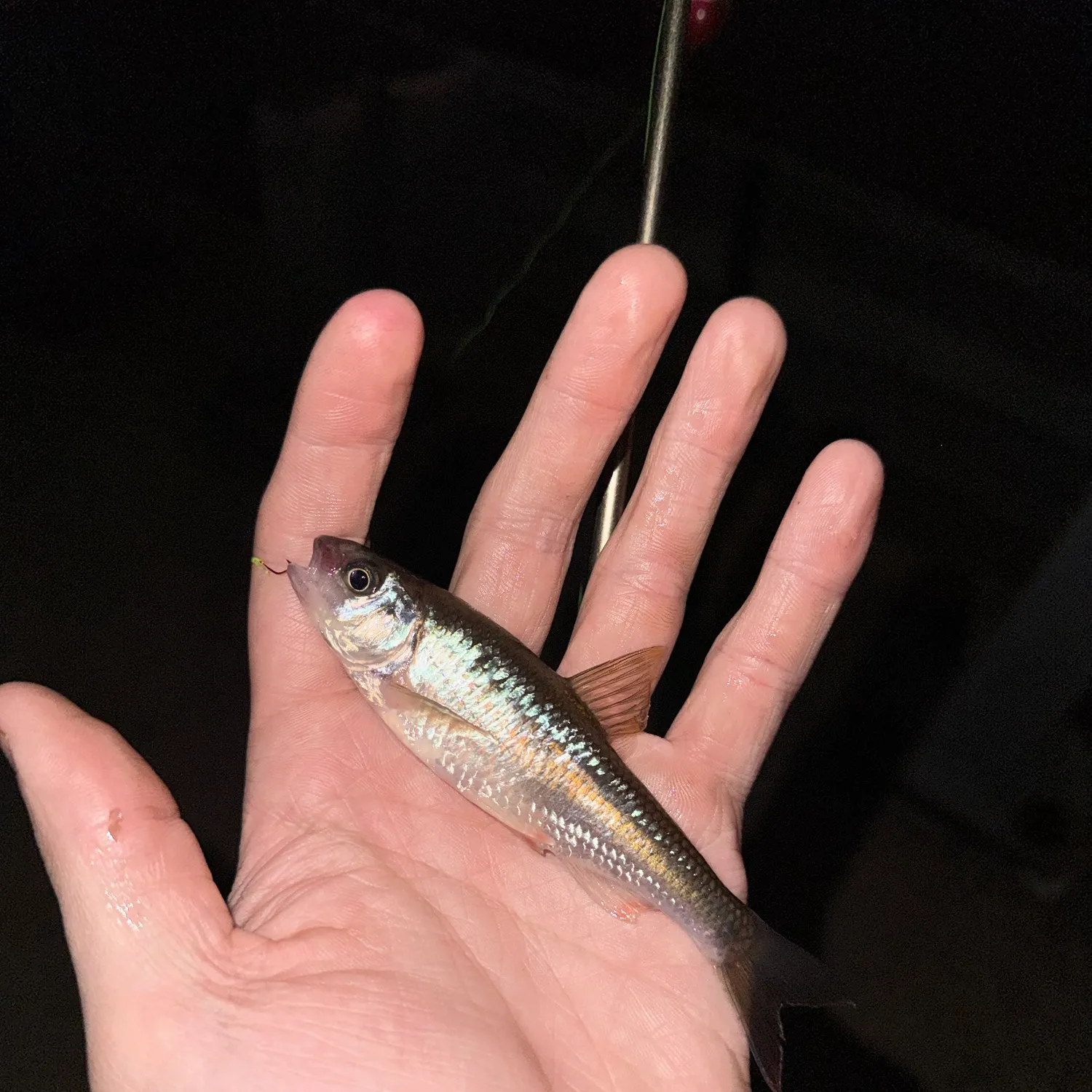 Common shiner caught on Fishbrain