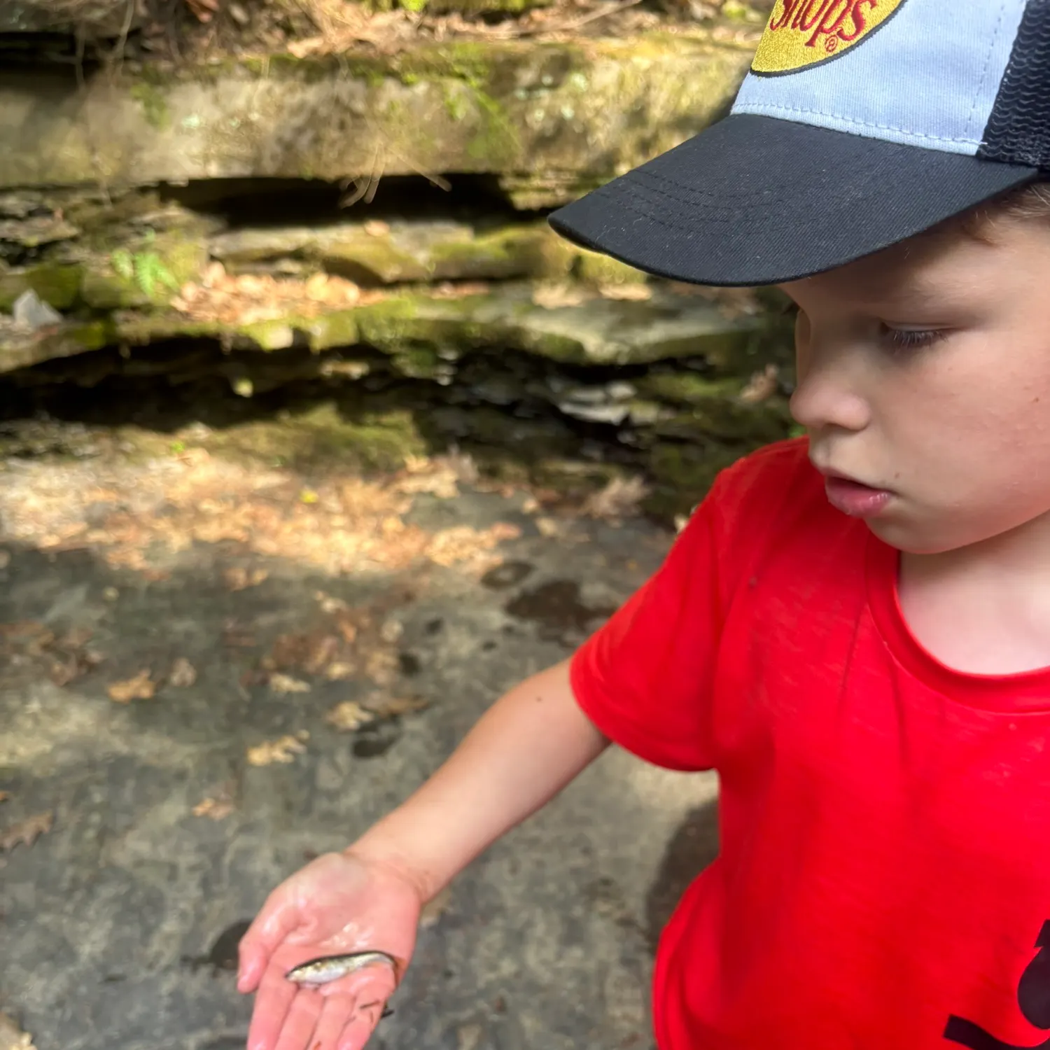 The most recent Speckled dace catches on Fishbrain