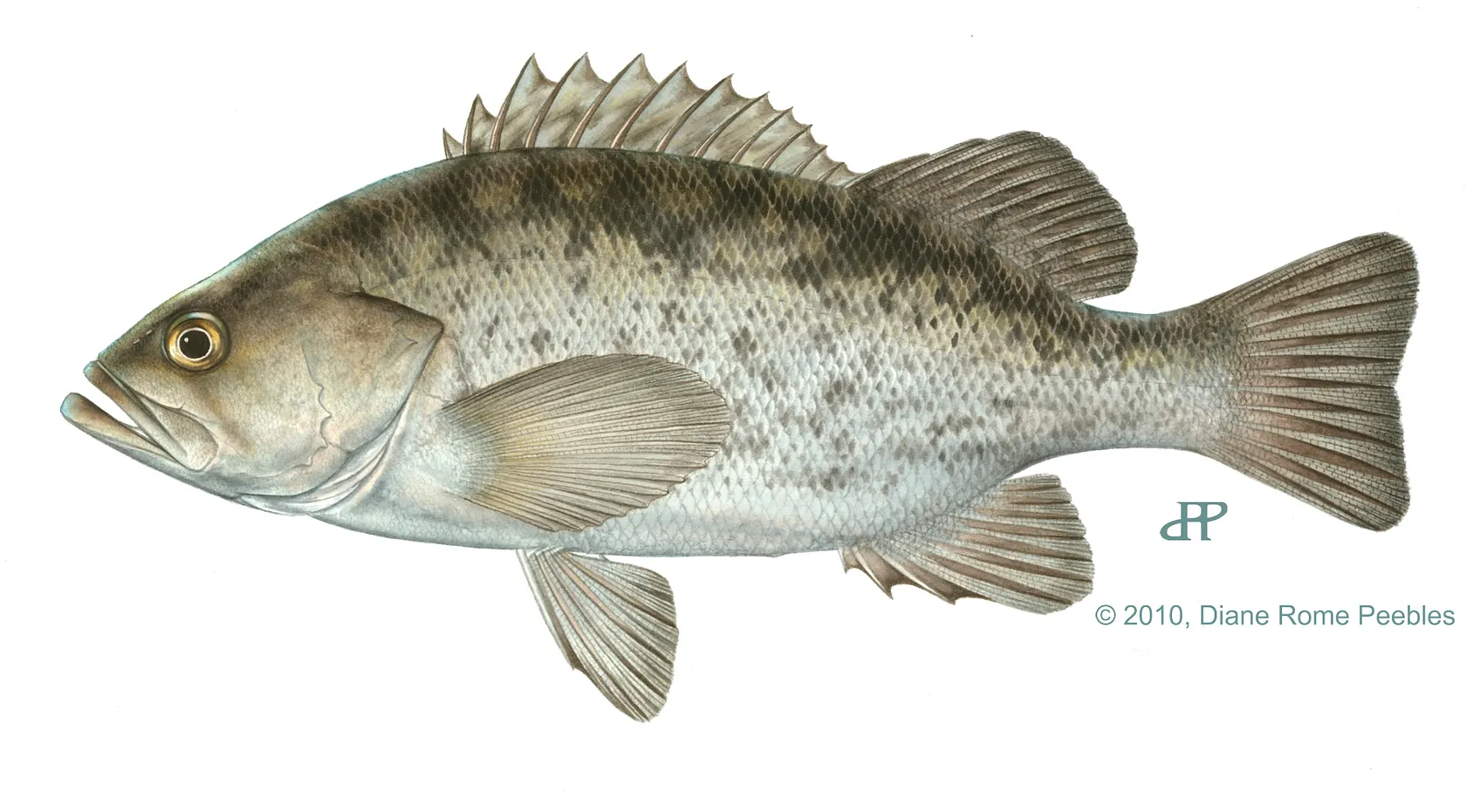 Black rockfish