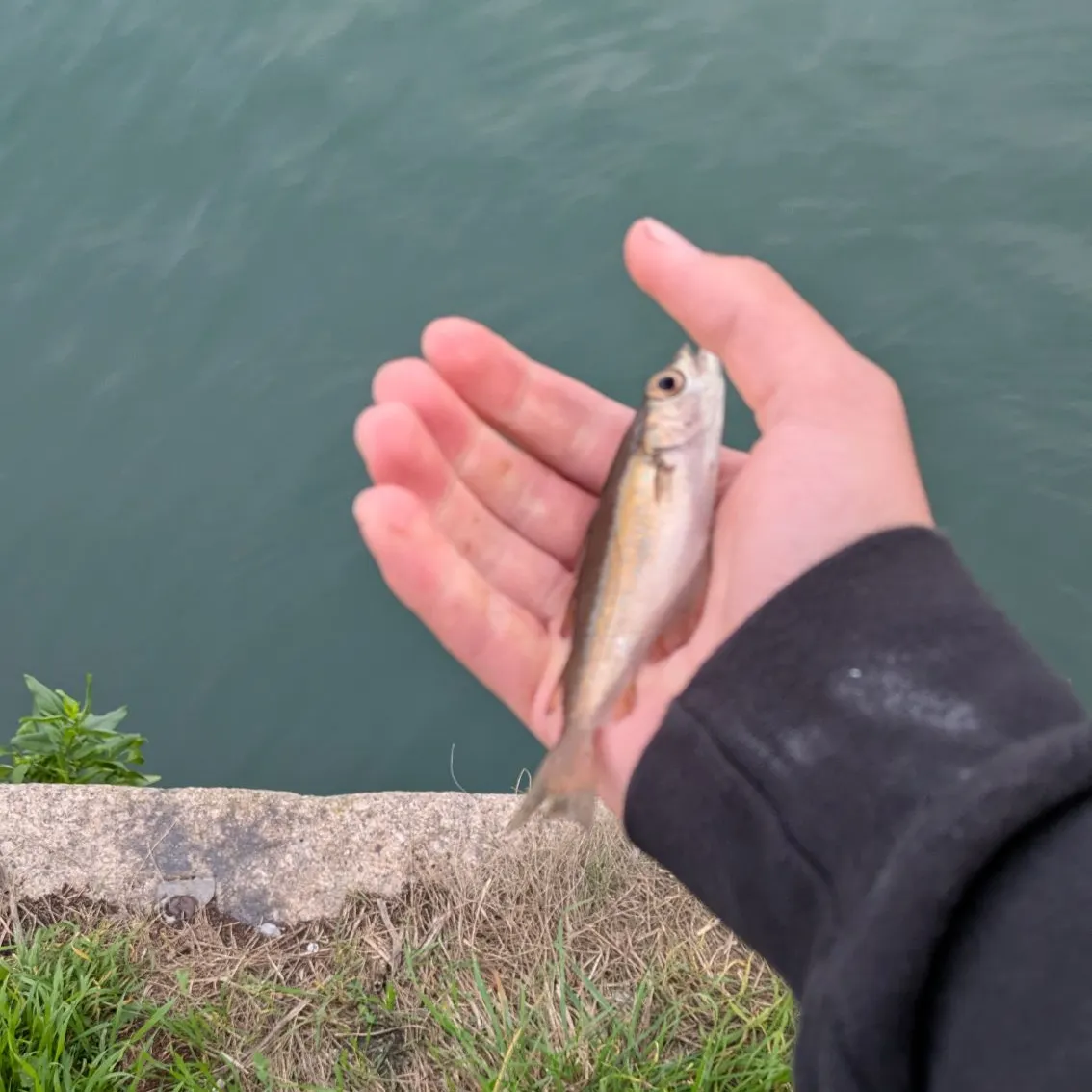Fish caught on Fishbrain