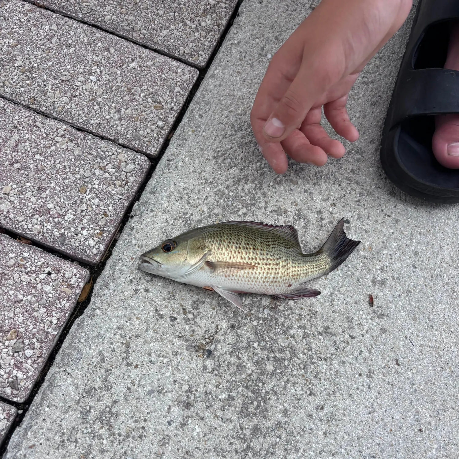 Mangrove snapper caught on Fishbrain