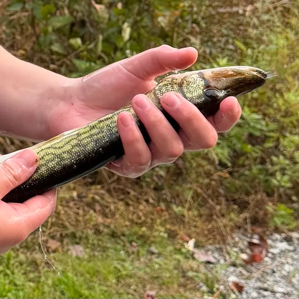 Chain pickerel caught on Fishbrain