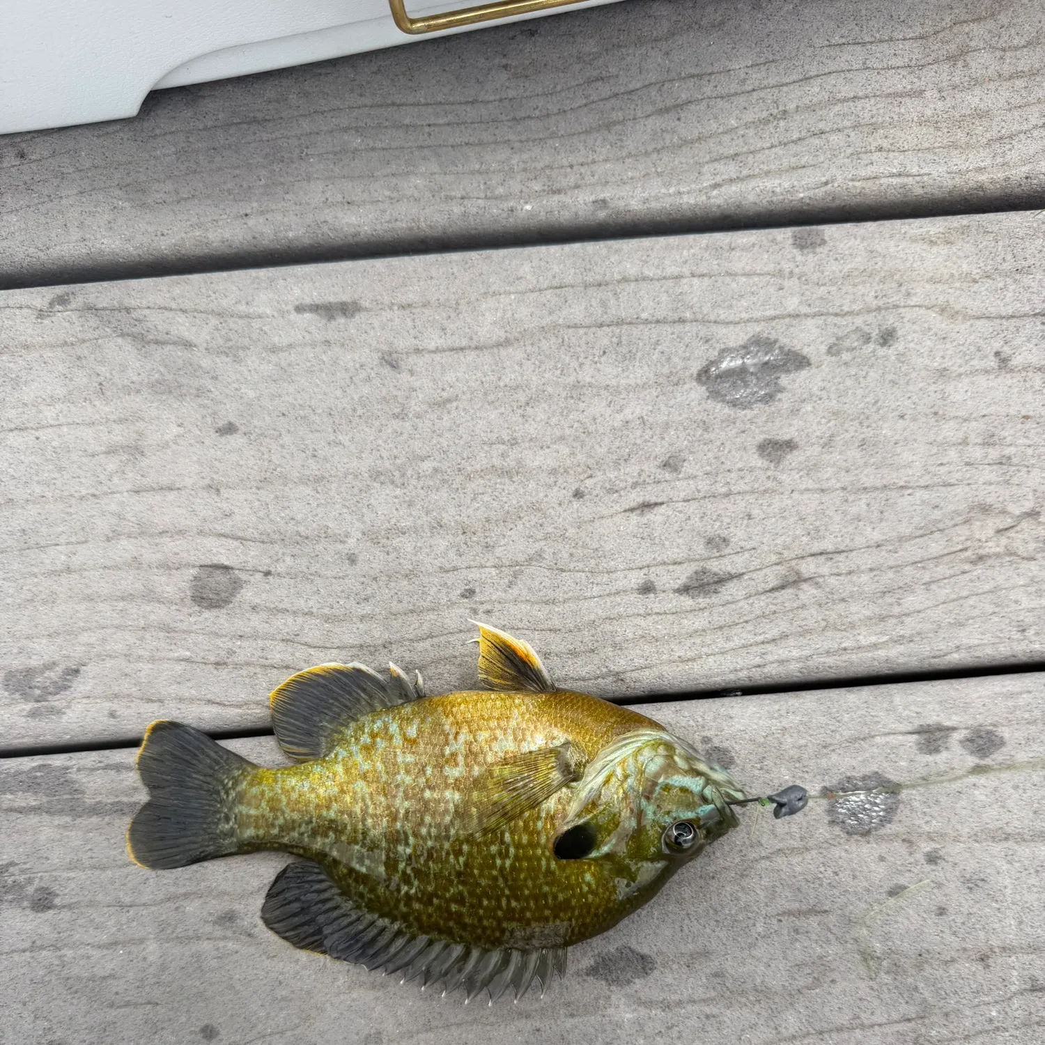 The most recent Greengill hybrid catches on Fishbrain