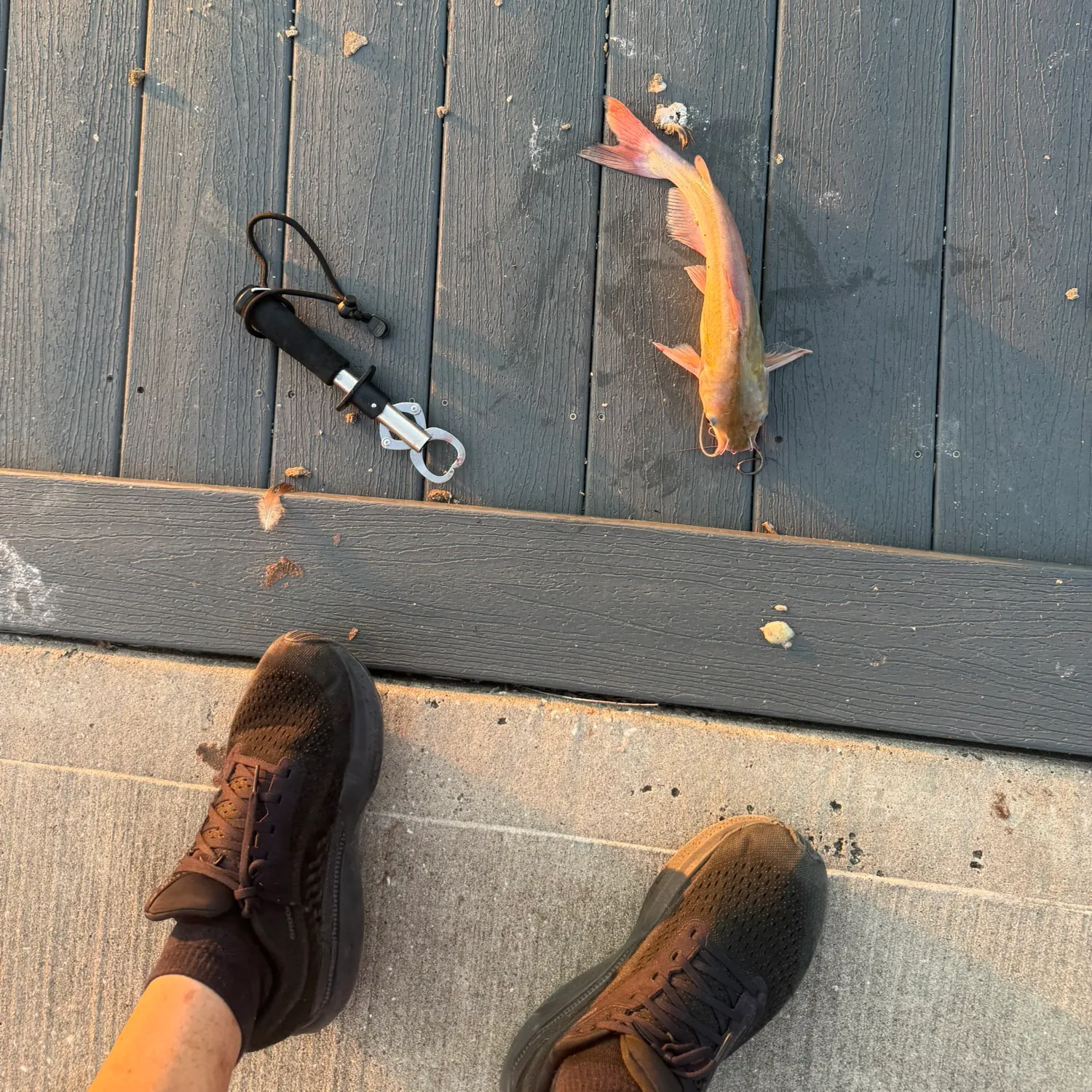 Channel catfish caught on Fishbrain
