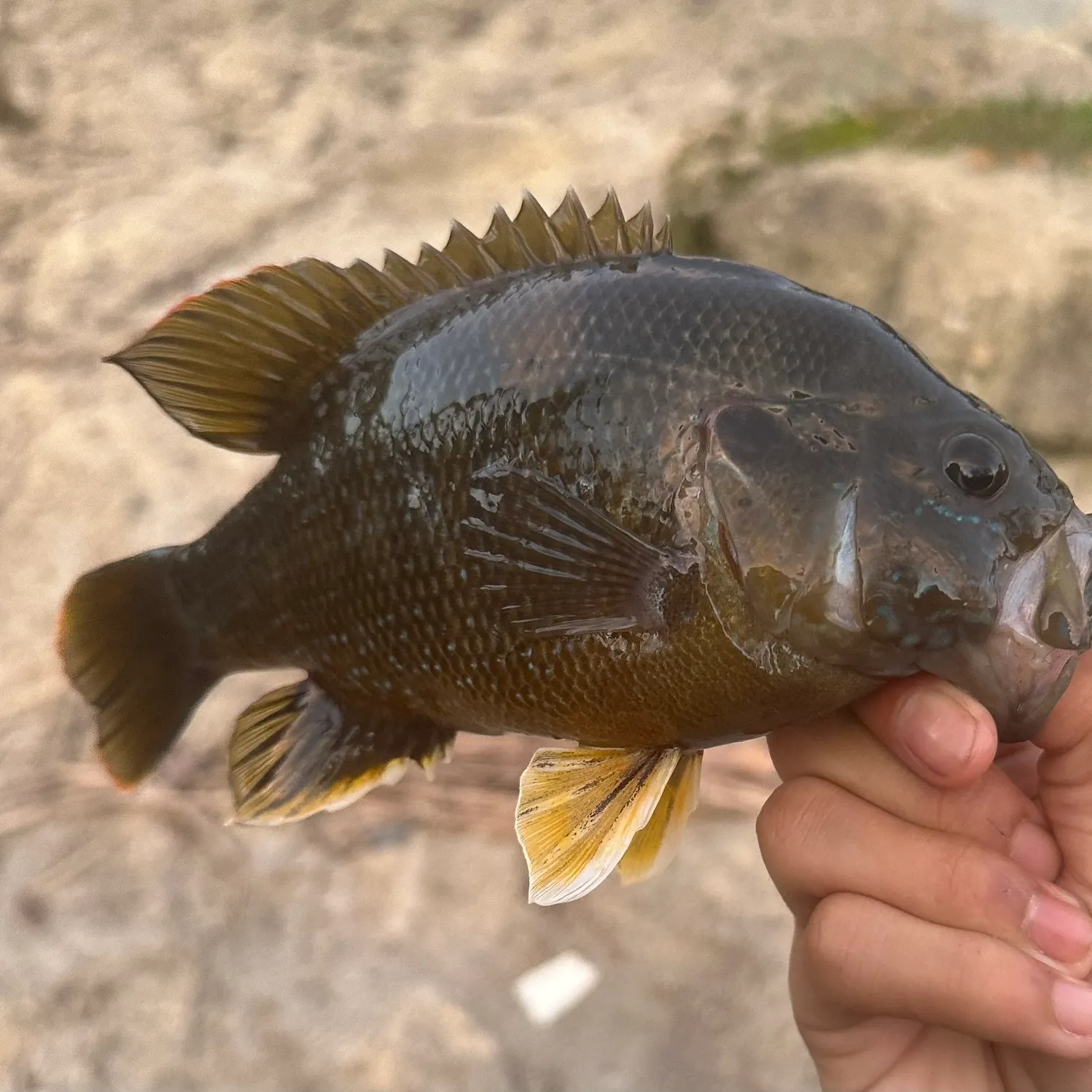 The most recent Green sunfish catches on Fishbrain