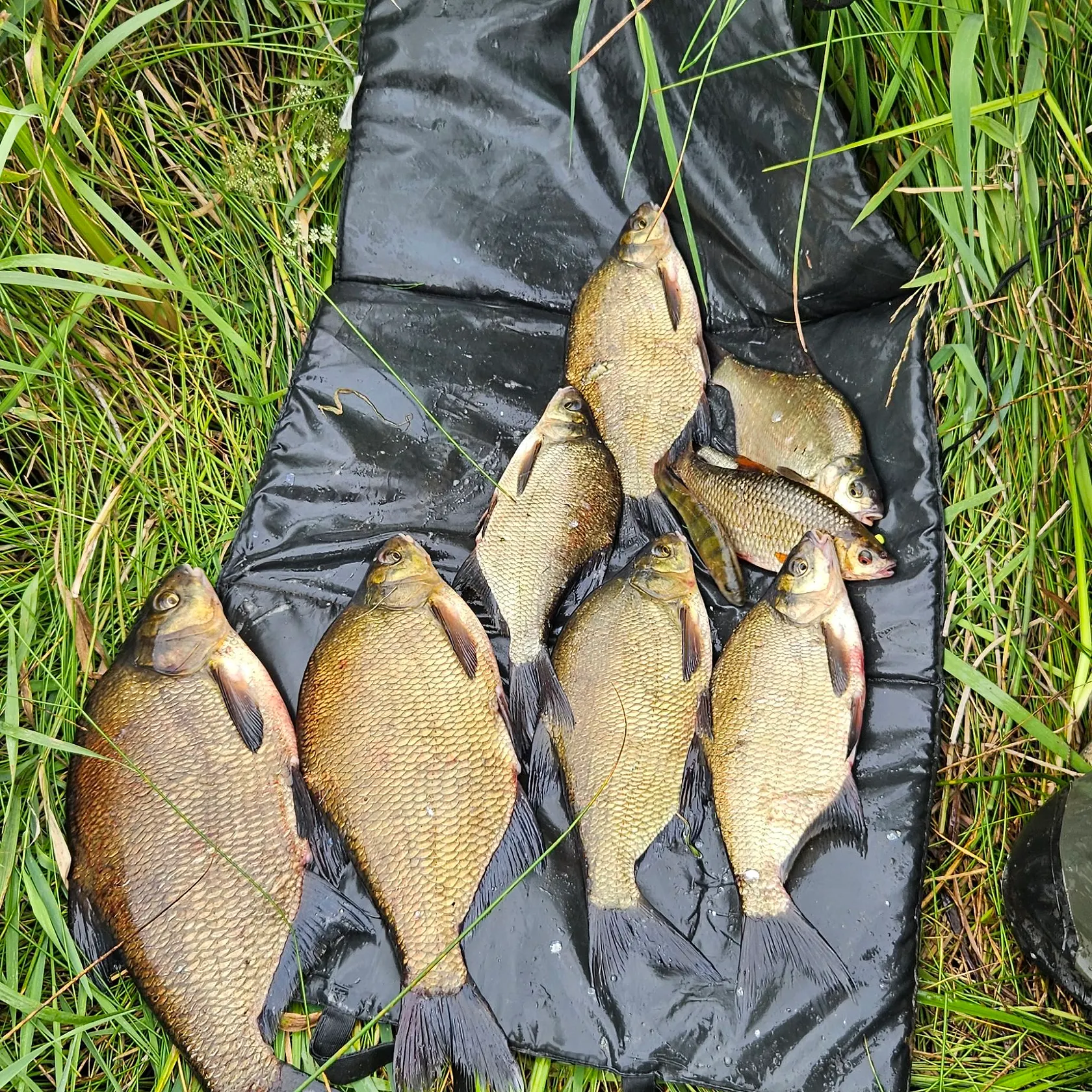 The most recent Common bream catches on Fishbrain