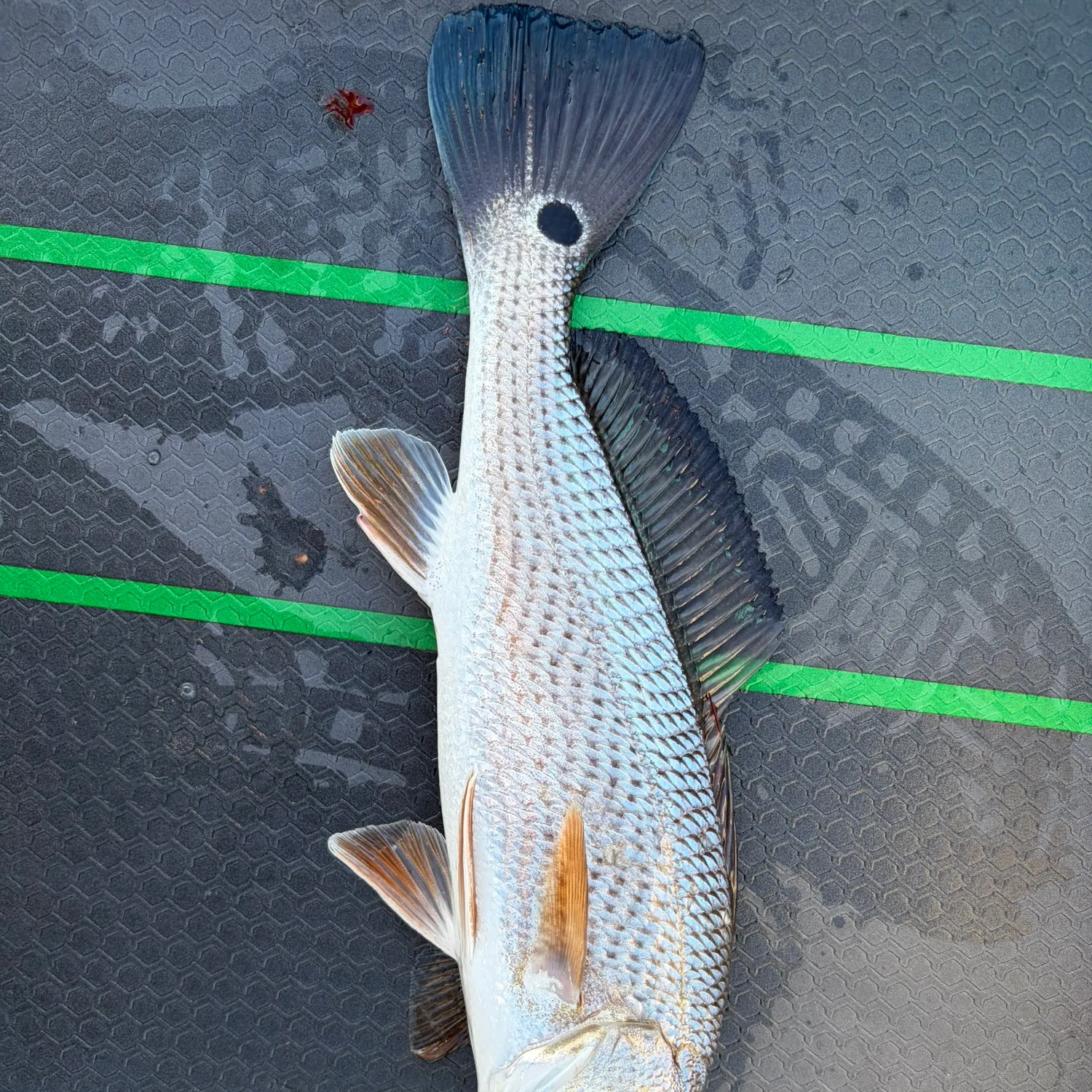 Red drum caught on Fishbrain