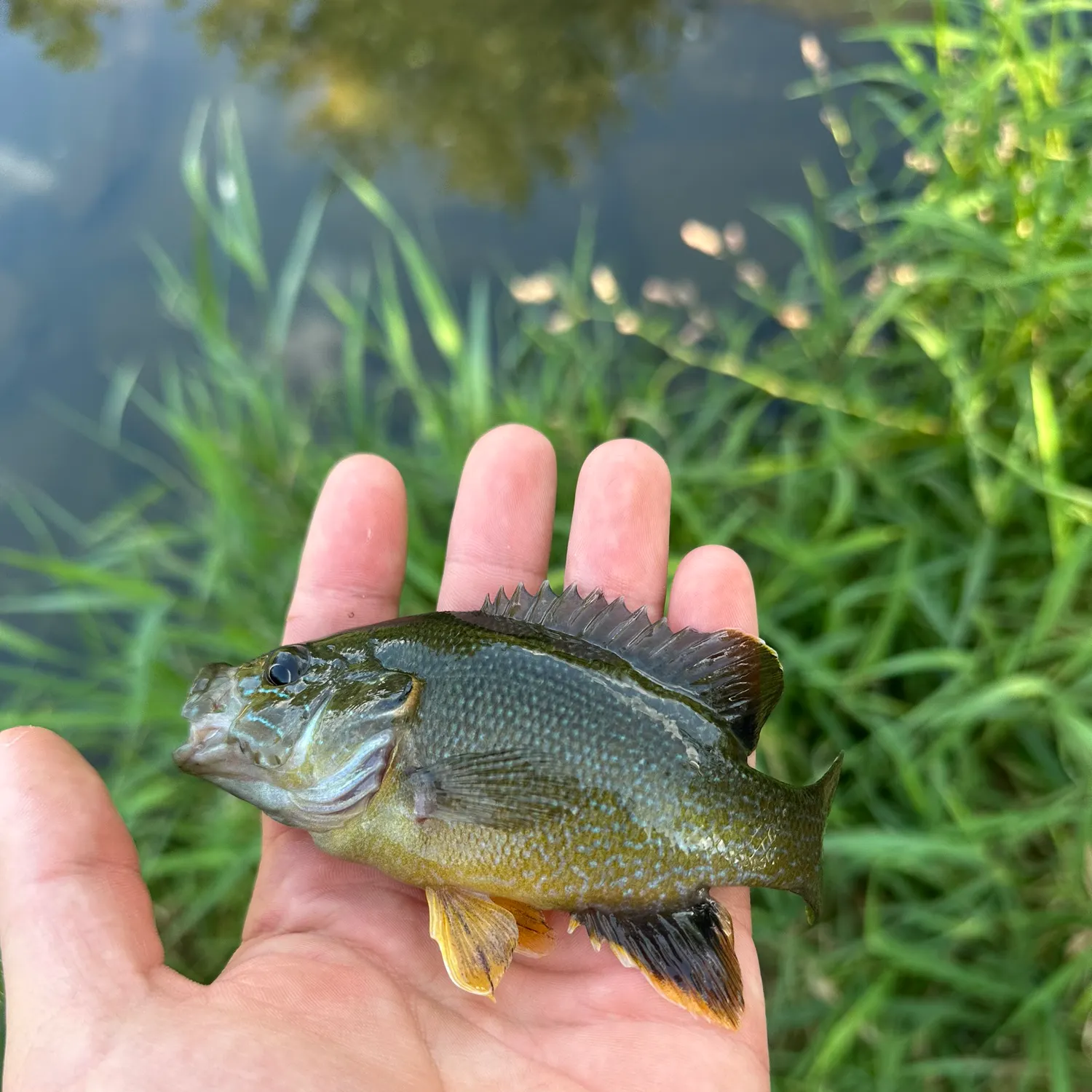 Green sunfish caught on Fishbrain