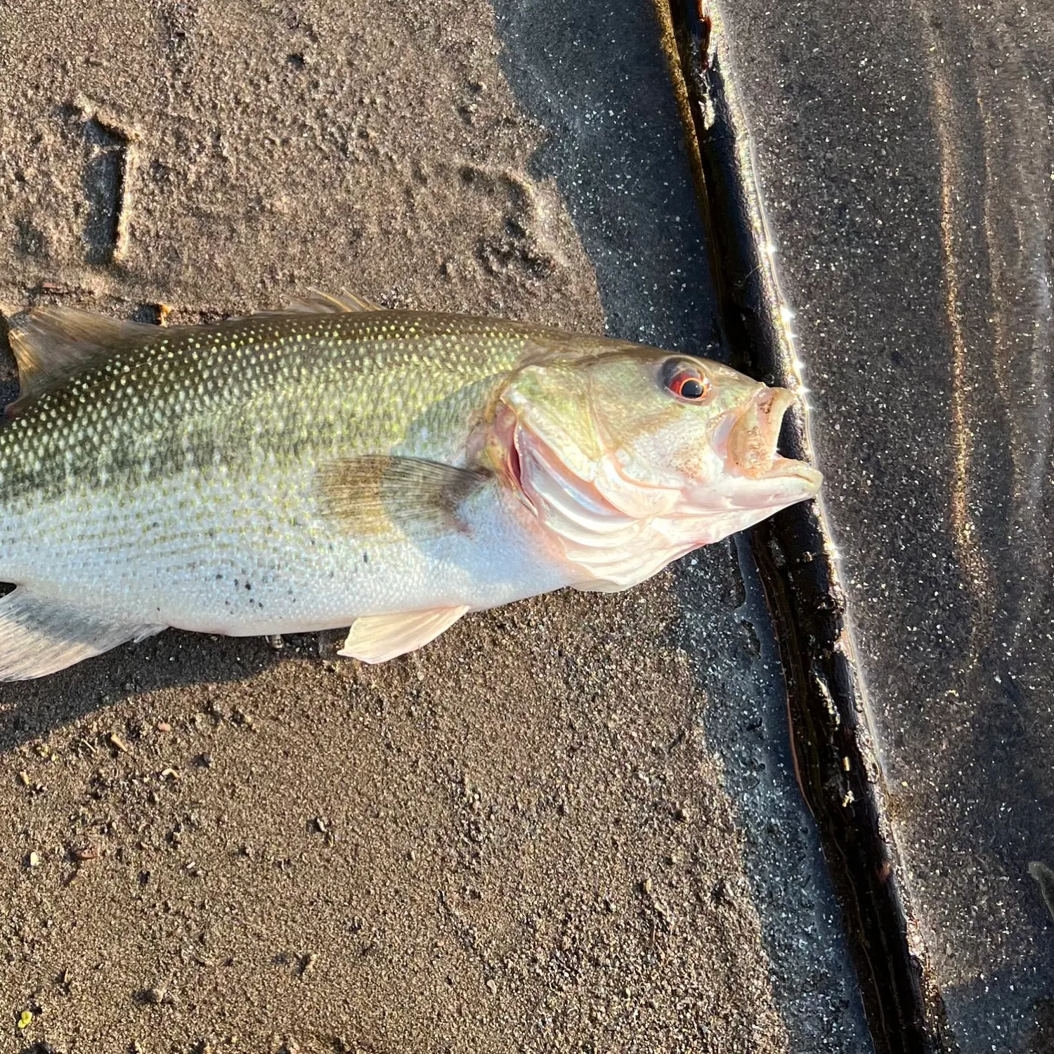 angler catch