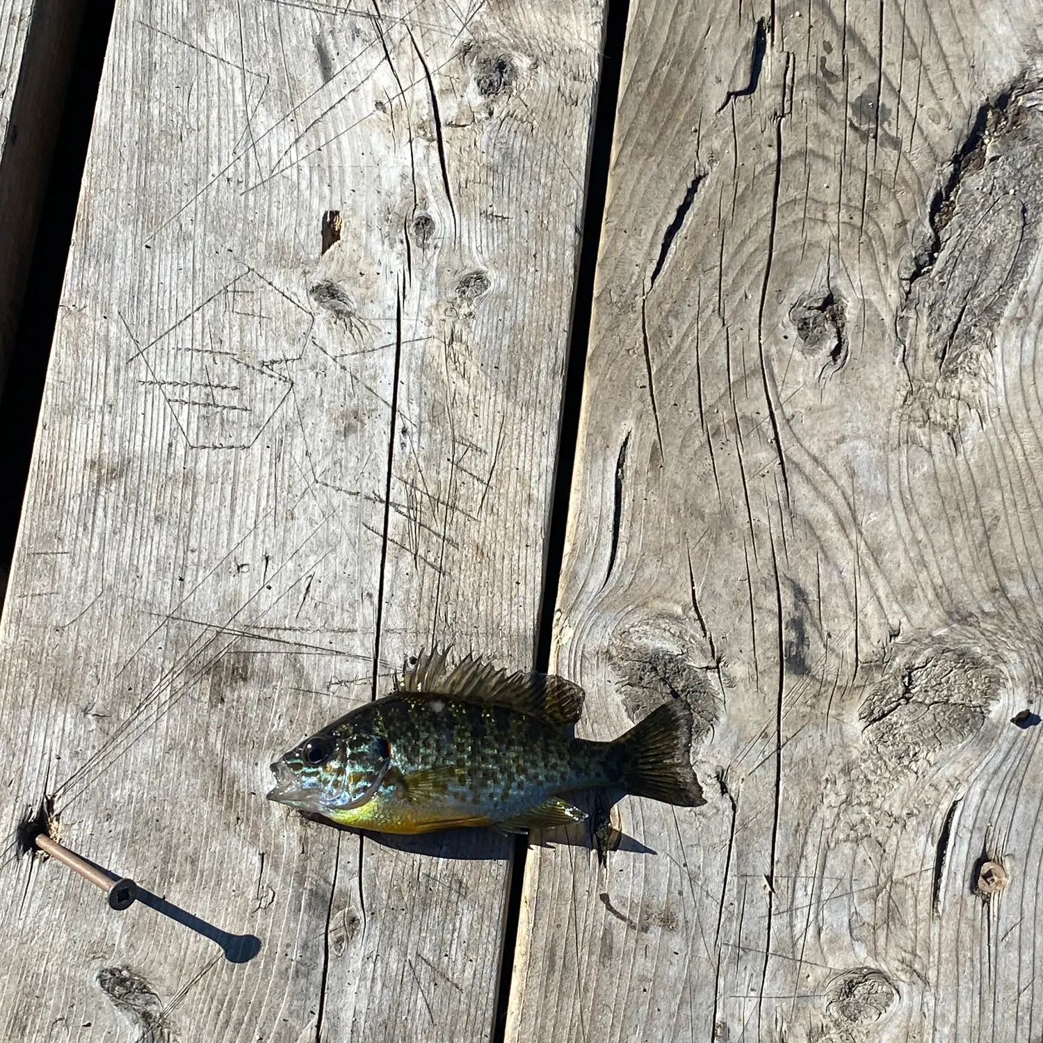 Pumpkinseed caught on Fishbrain