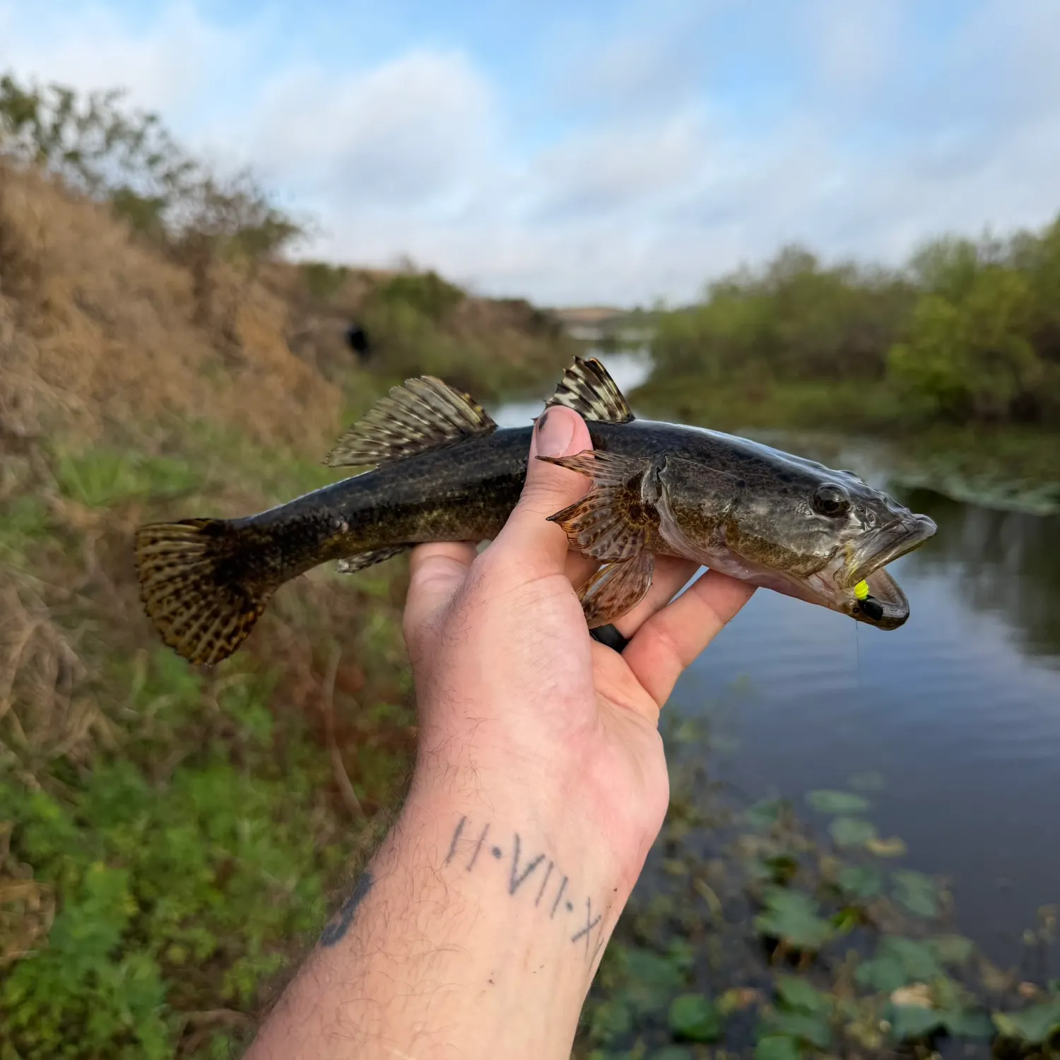 The most recent Bigmouth sleeper catches on Fishbrain