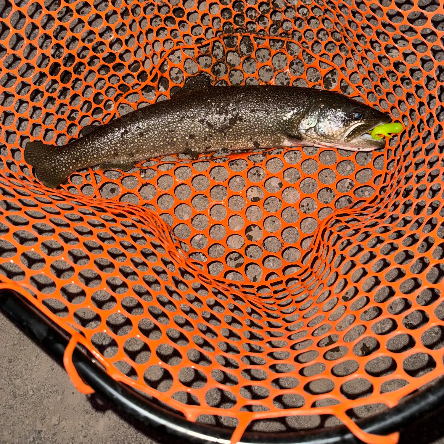 The most recent Lake char catches on Fishbrain