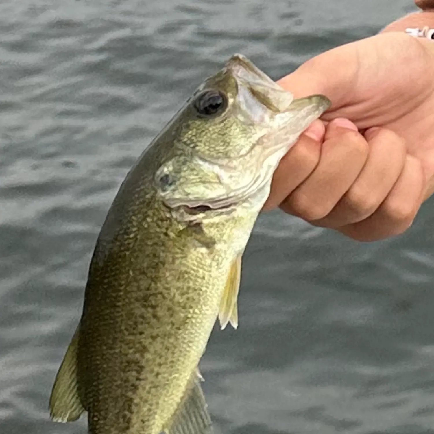 angler catch
