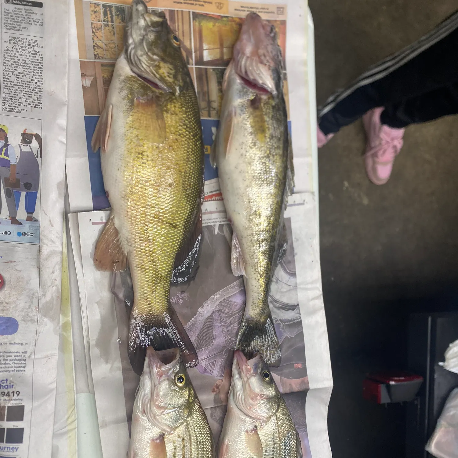 angler catch