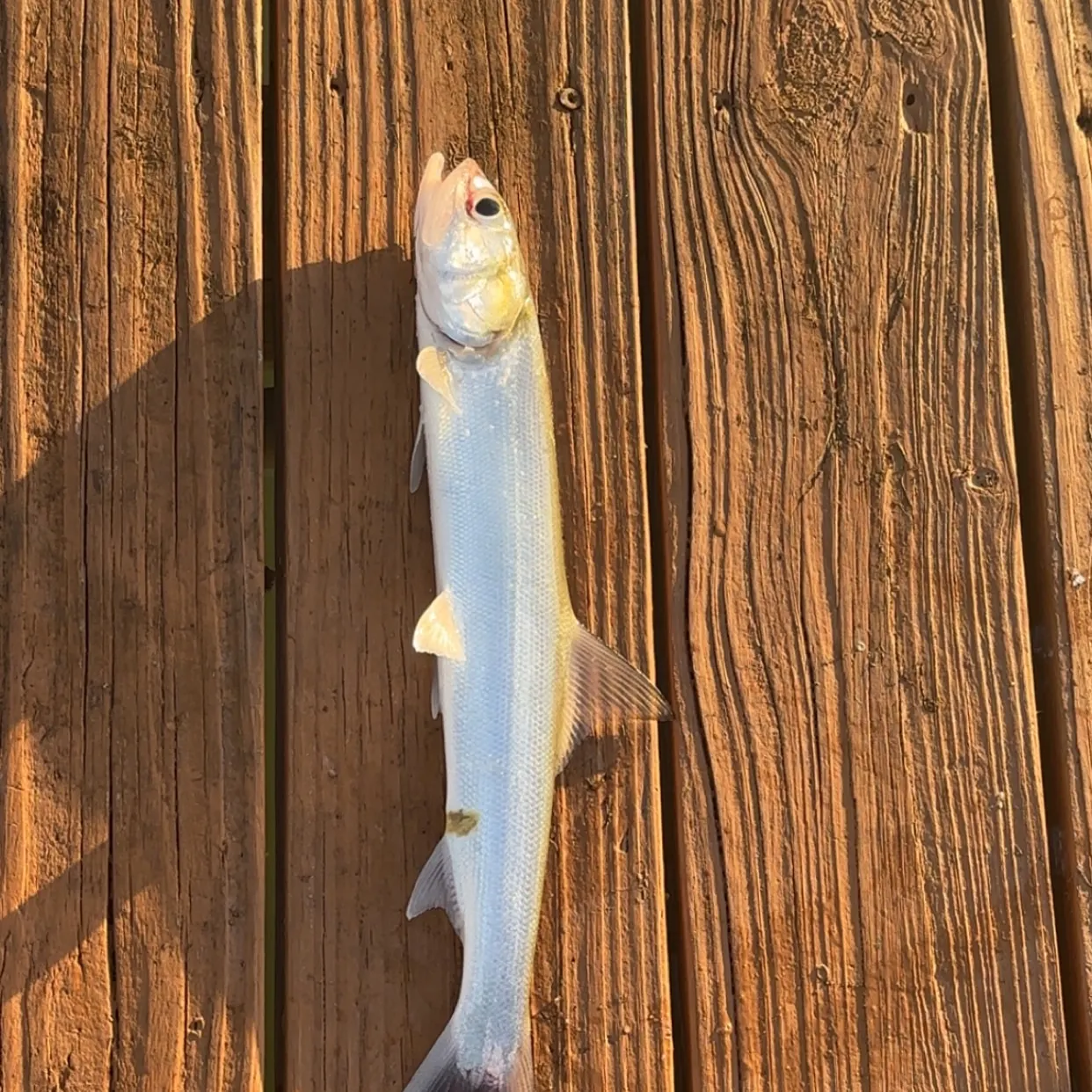 The most recent Ladyfish catches on Fishbrain