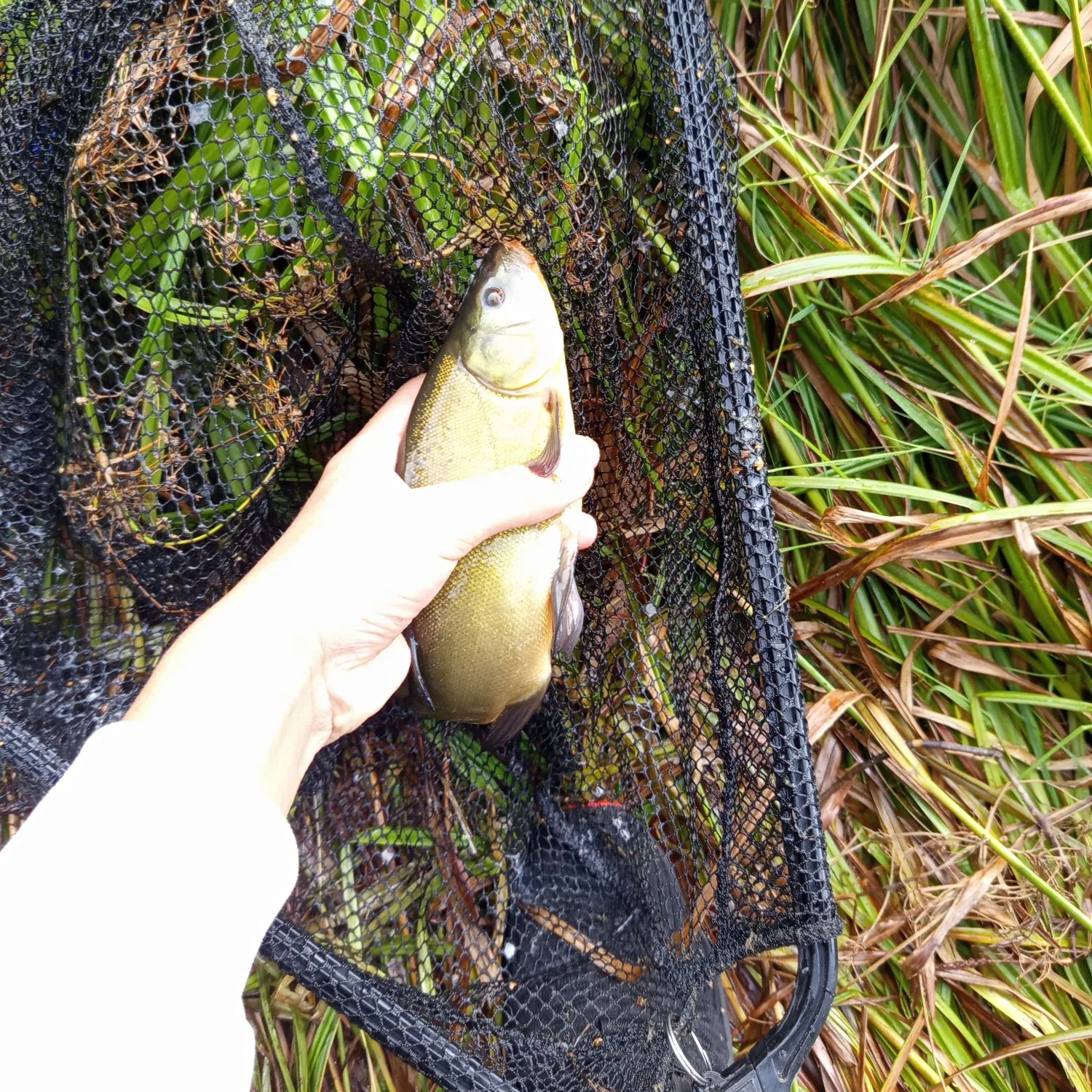 Tench caught on Fishbrain