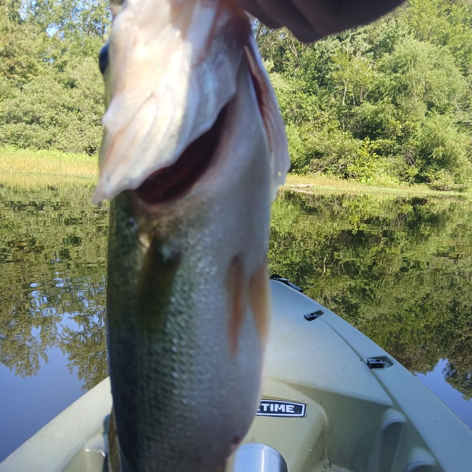 Spotted bass caught on Fishbrain