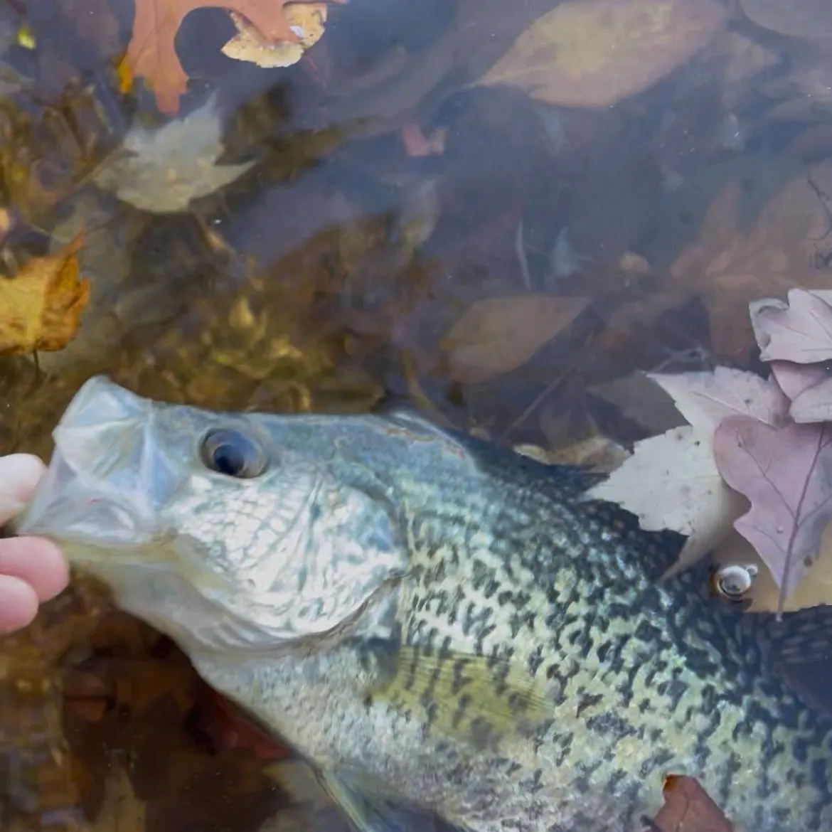 Black crappie caught on Fishbrain