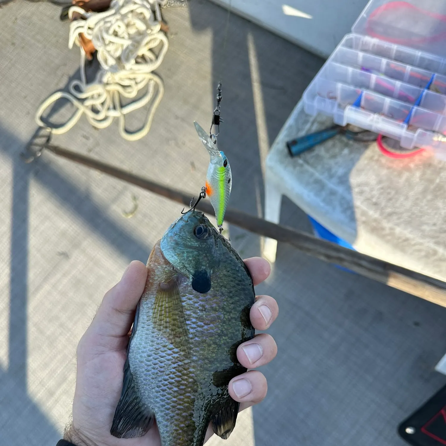 Bluegill caught on Fishbrain