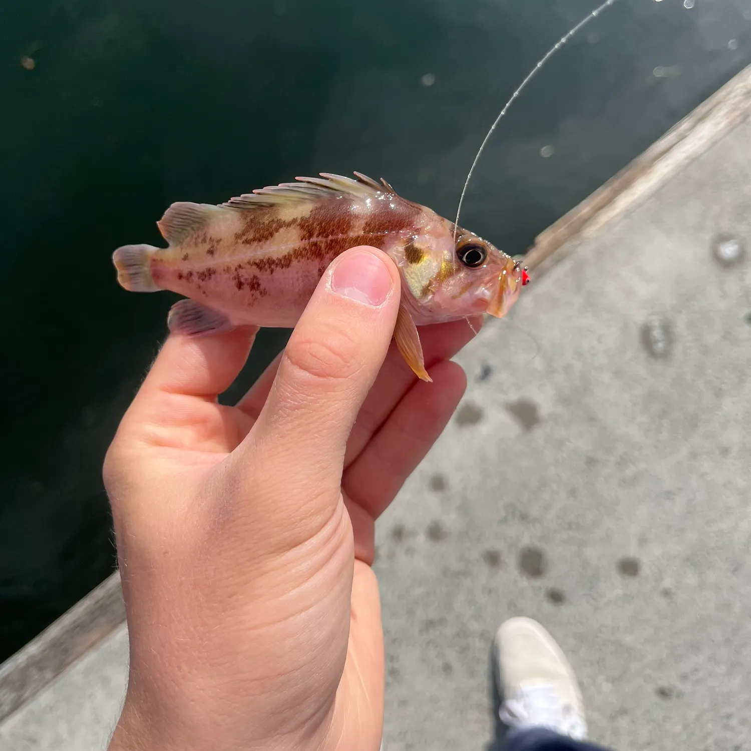 Copper rockfish caught on Fishbrain