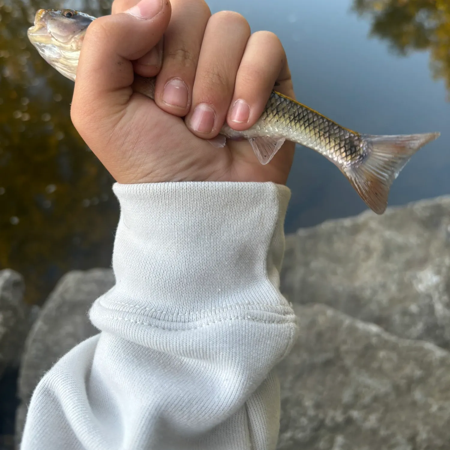 Fallfish caught on Fishbrain