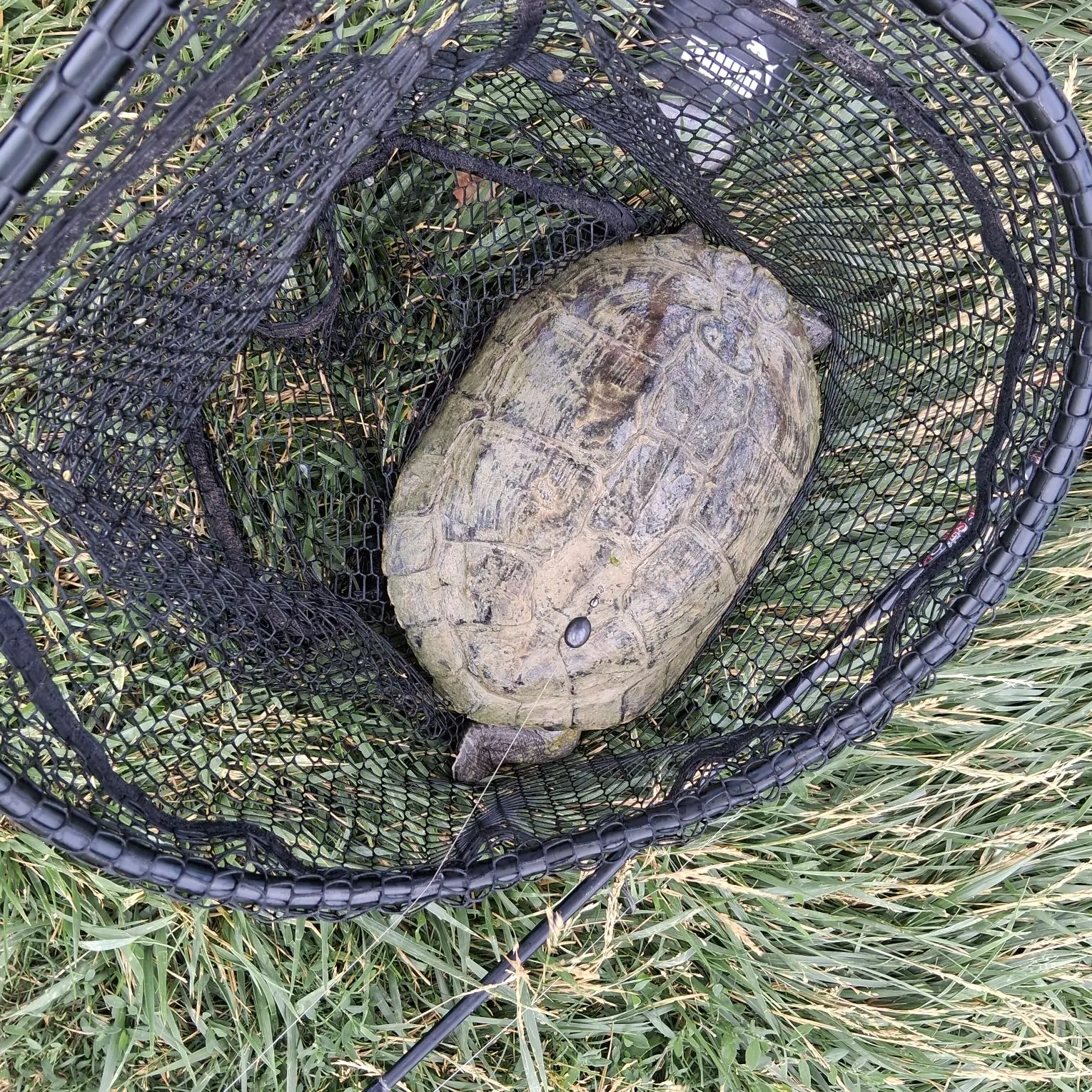 The most recent Common snapping turtle catches on Fishbrain