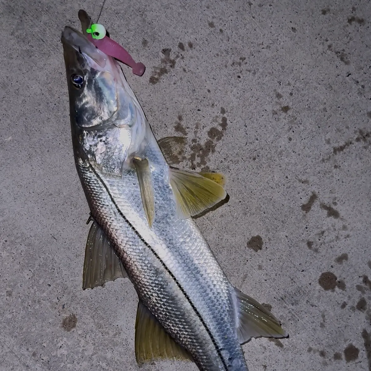 Common snook caught on Fishbrain