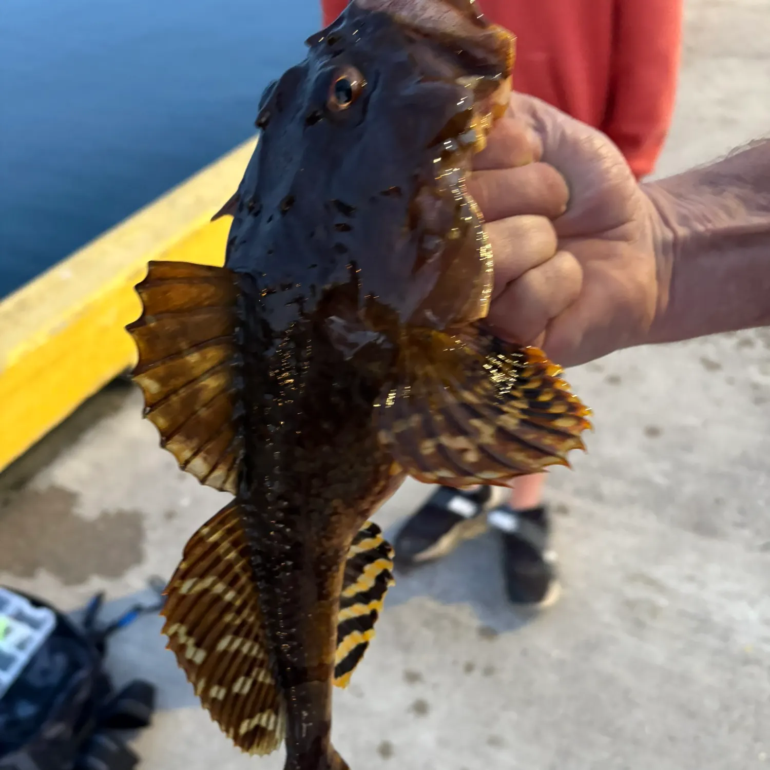 The most recent Spinyhead sculpin catches on Fishbrain