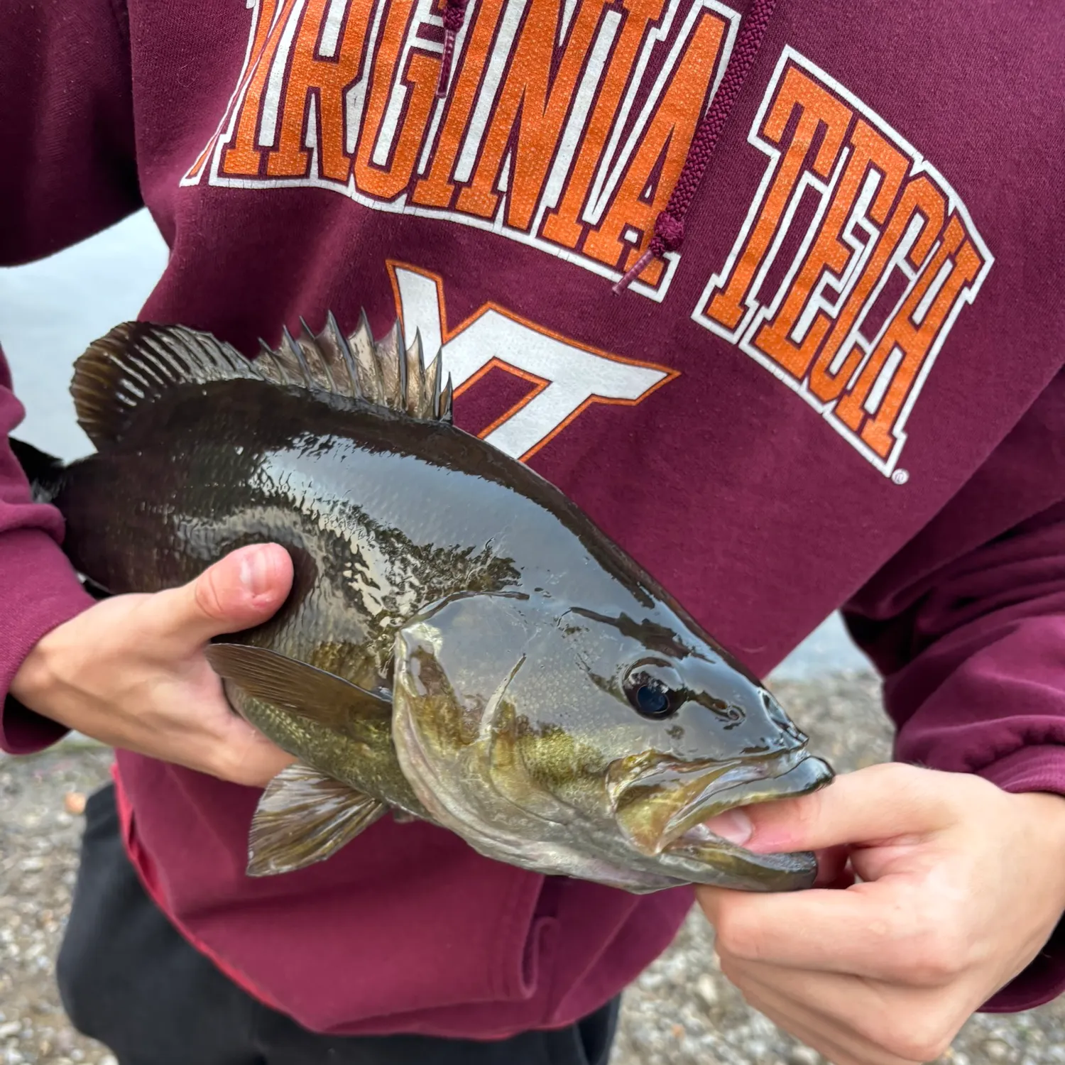 Smallmouth bass caught on Fishbrain