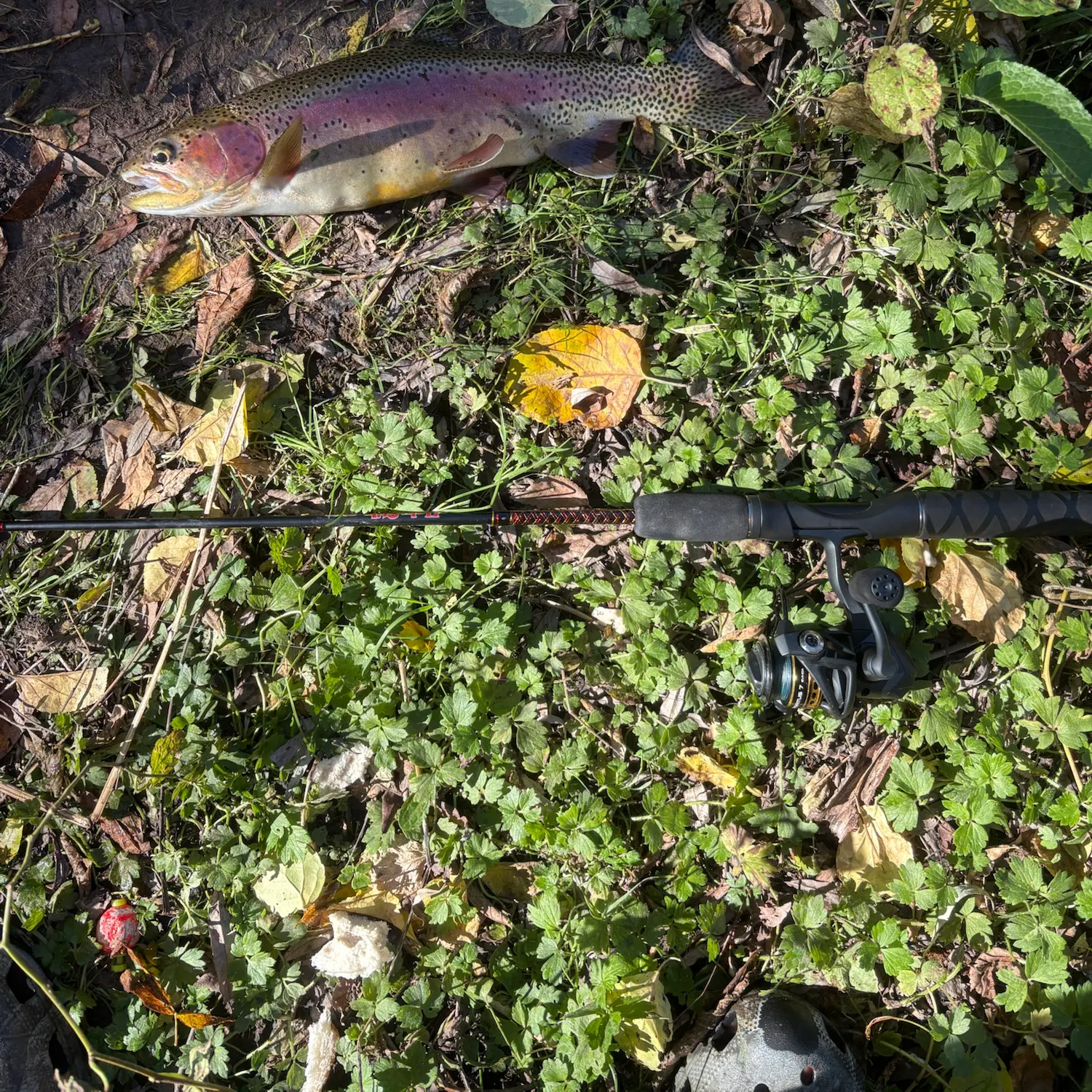 Rainbow trout caught on Fishbrain