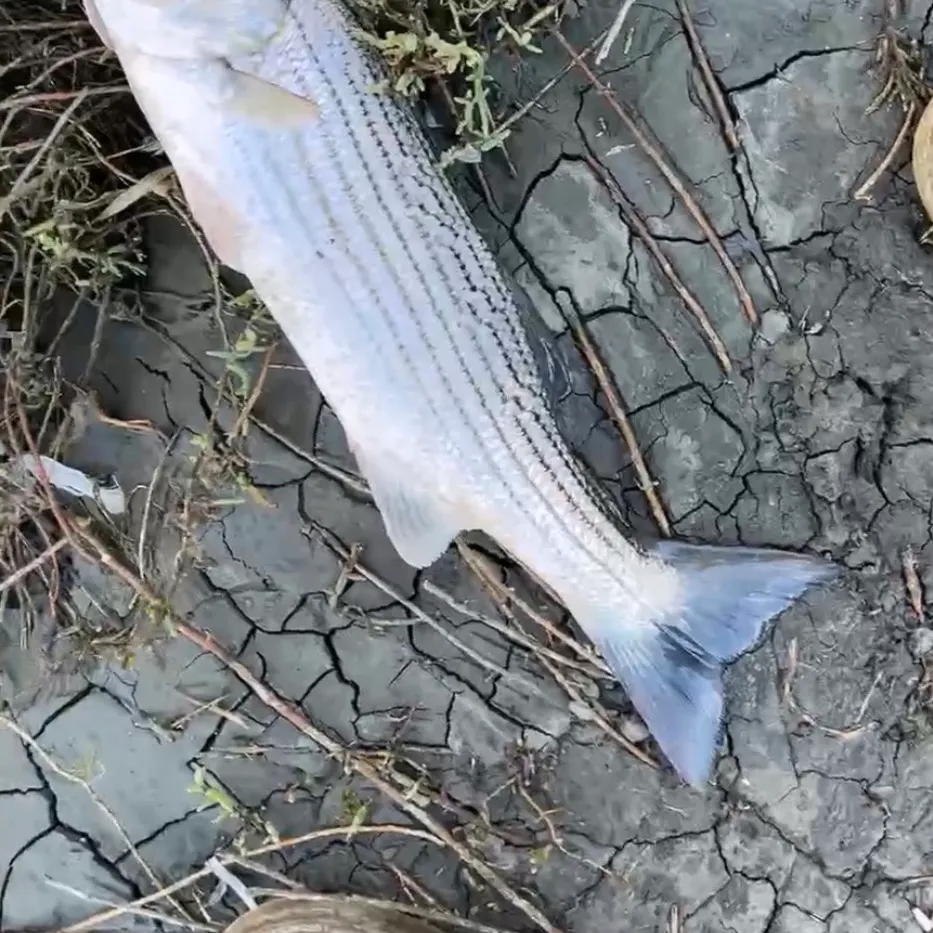Striped bass caught on Fishbrain