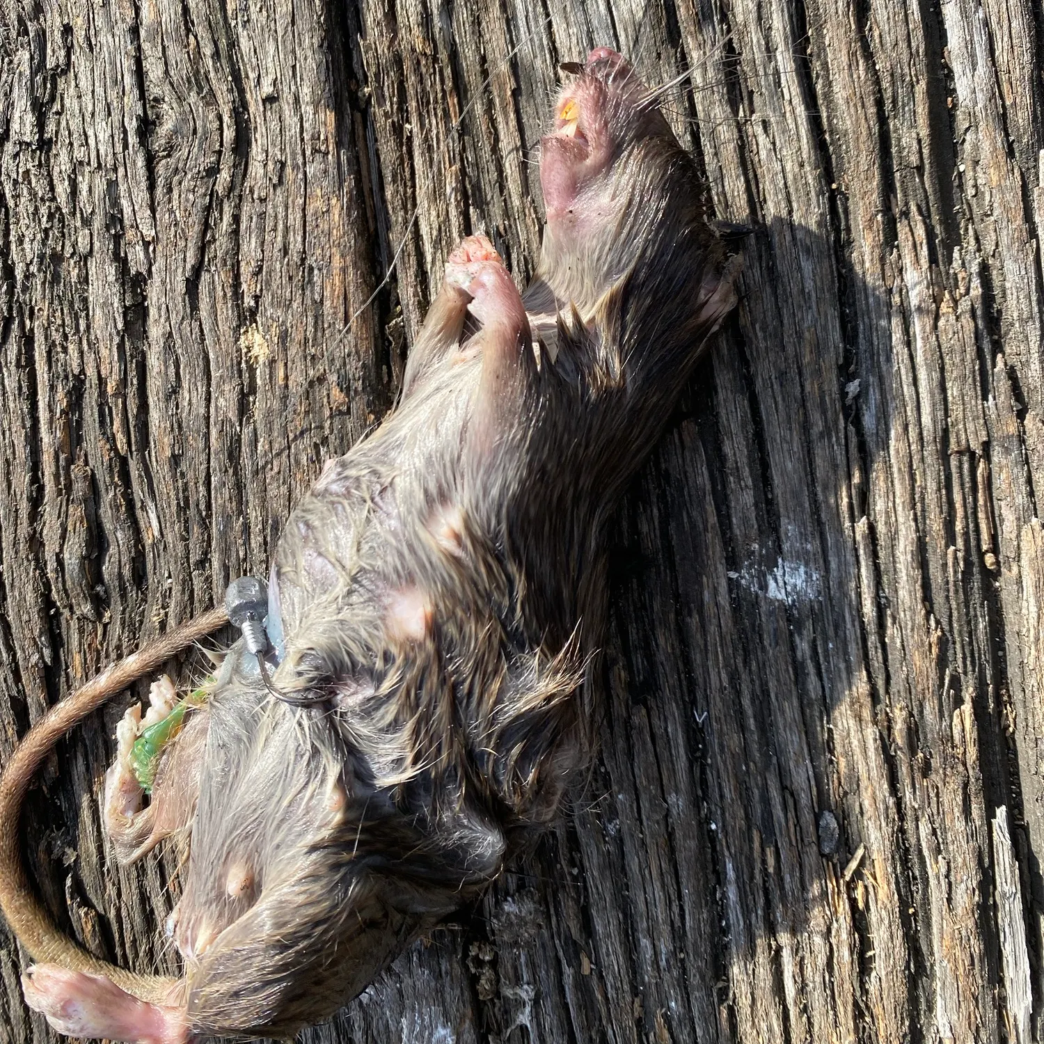 The most recent Spotted ratfish catches on Fishbrain