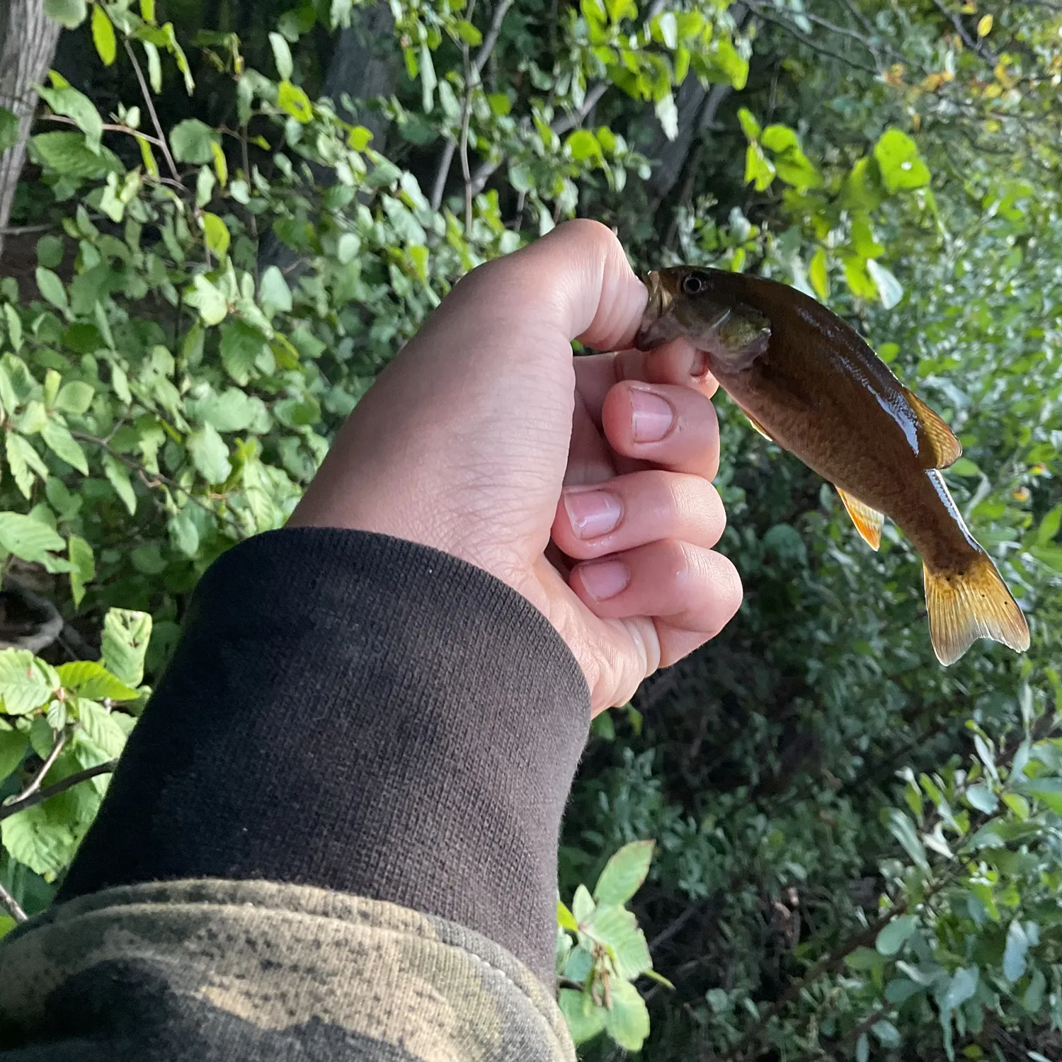 Smallmouth bass caught on Fishbrain