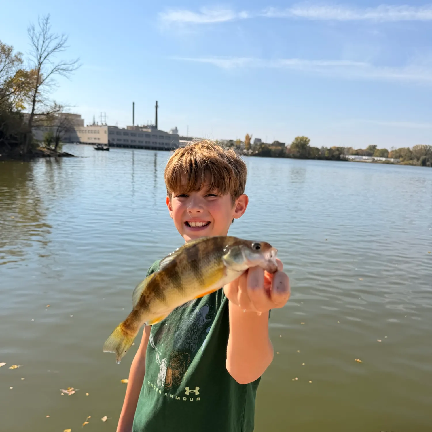 Yellow perch caught on Fishbrain