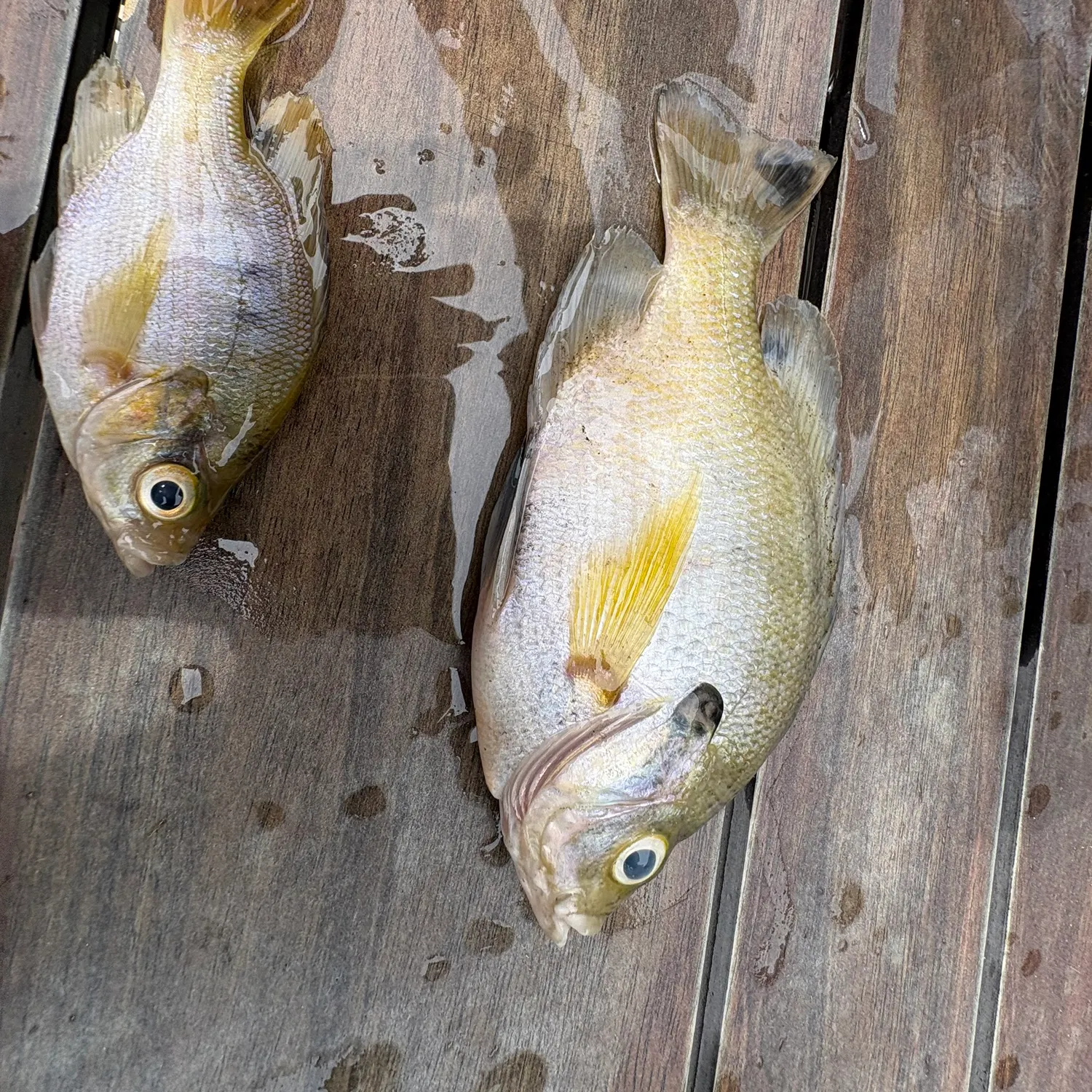 recently logged catches