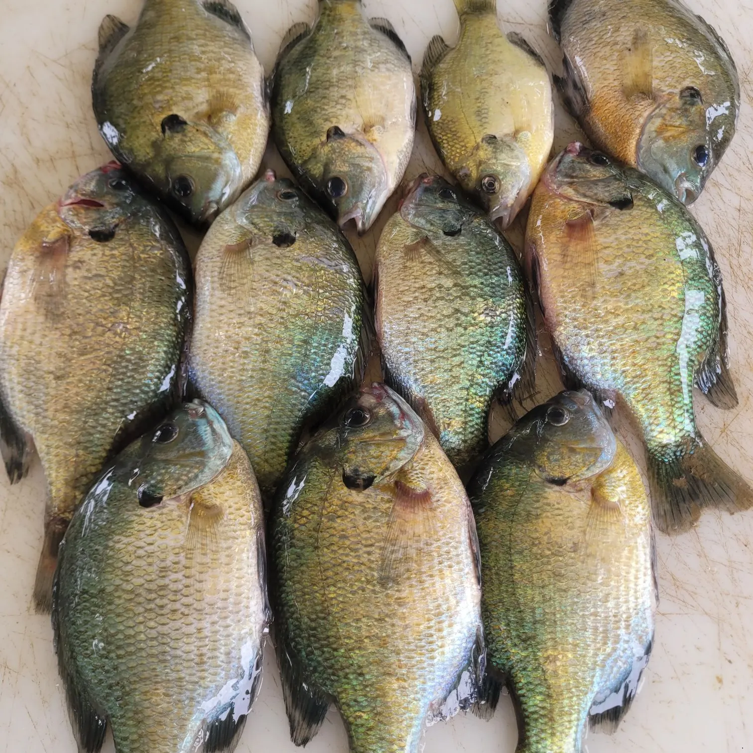 recently logged catches