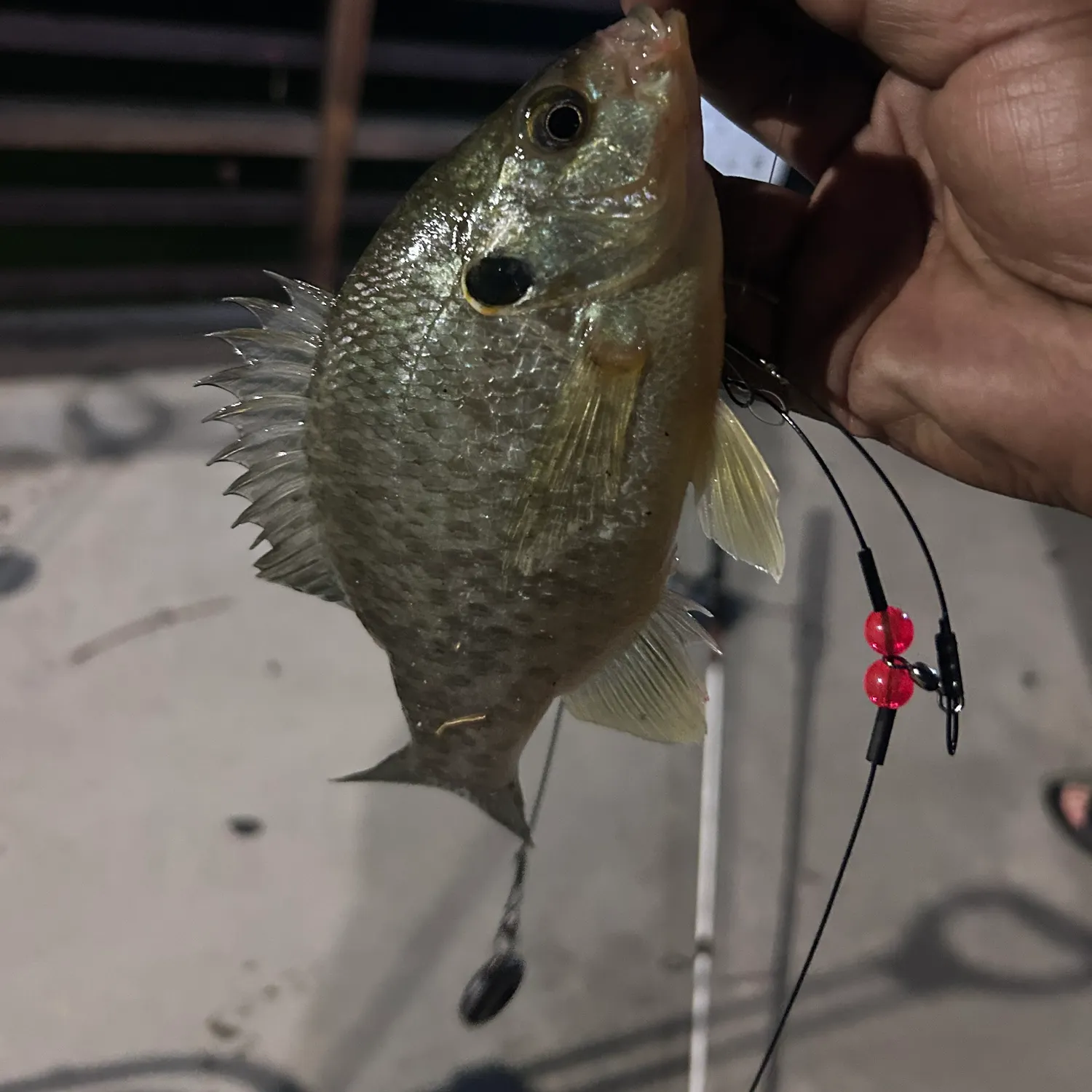 Redear sunfish caught on Fishbrain