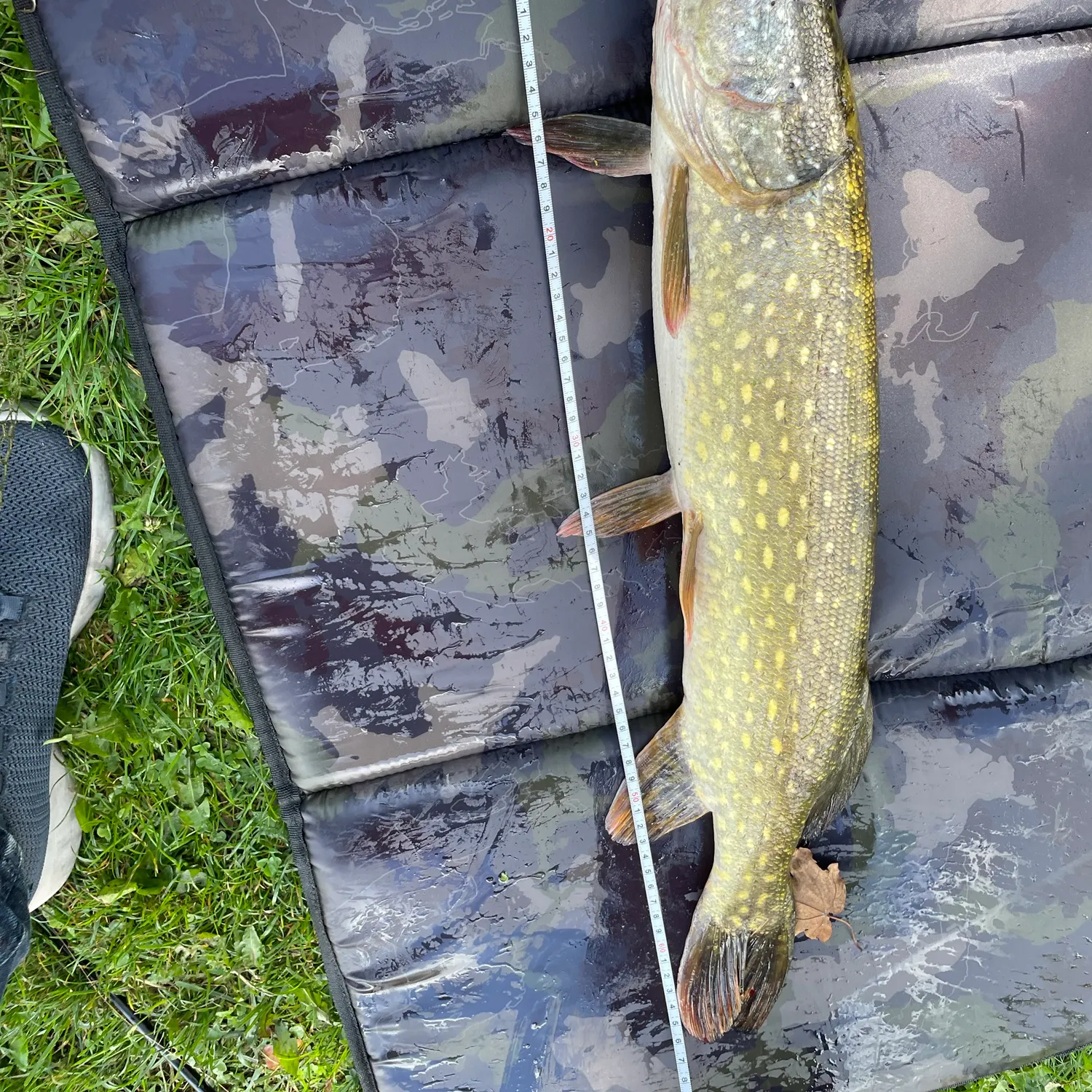 Northern pike caught on Fishbrain