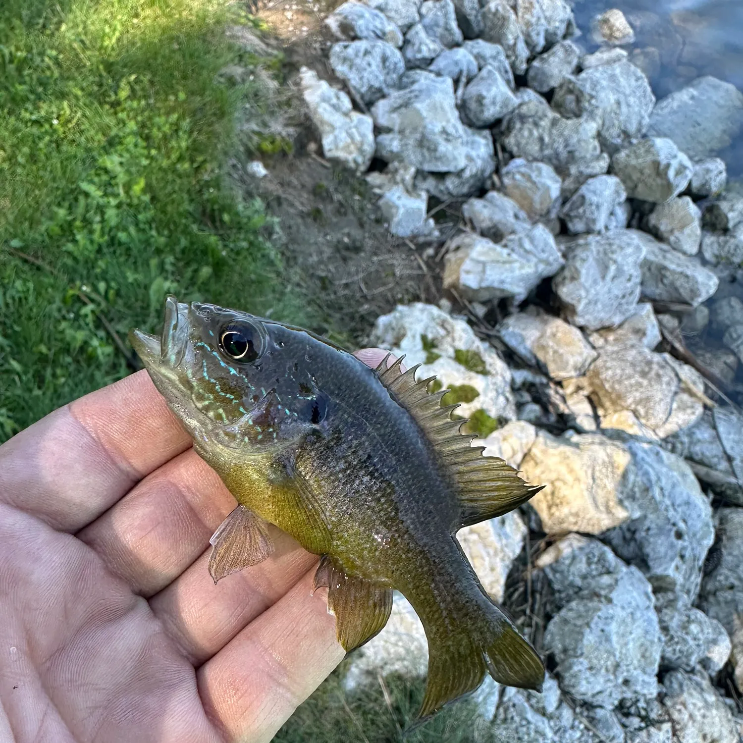 Green sunfish caught on Fishbrain