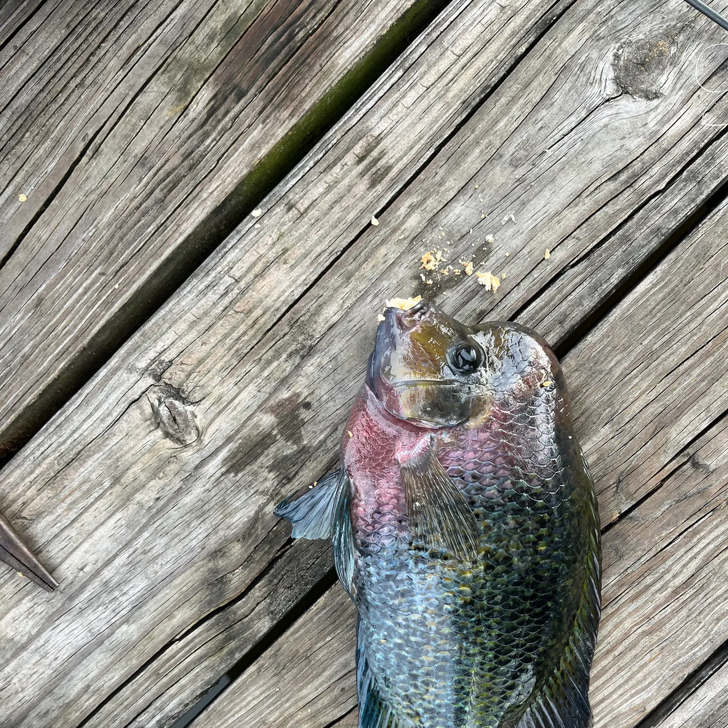 Spotted tilapia caught on Fishbrain