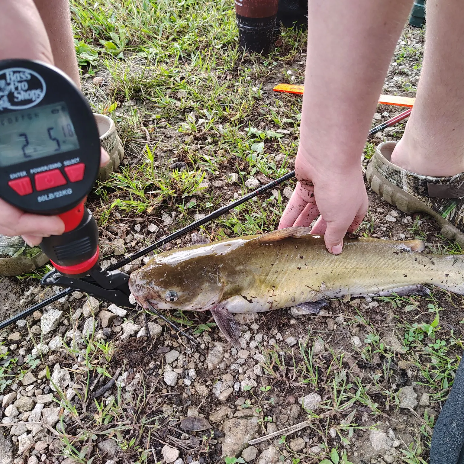 Channel catfish caught on Fishbrain