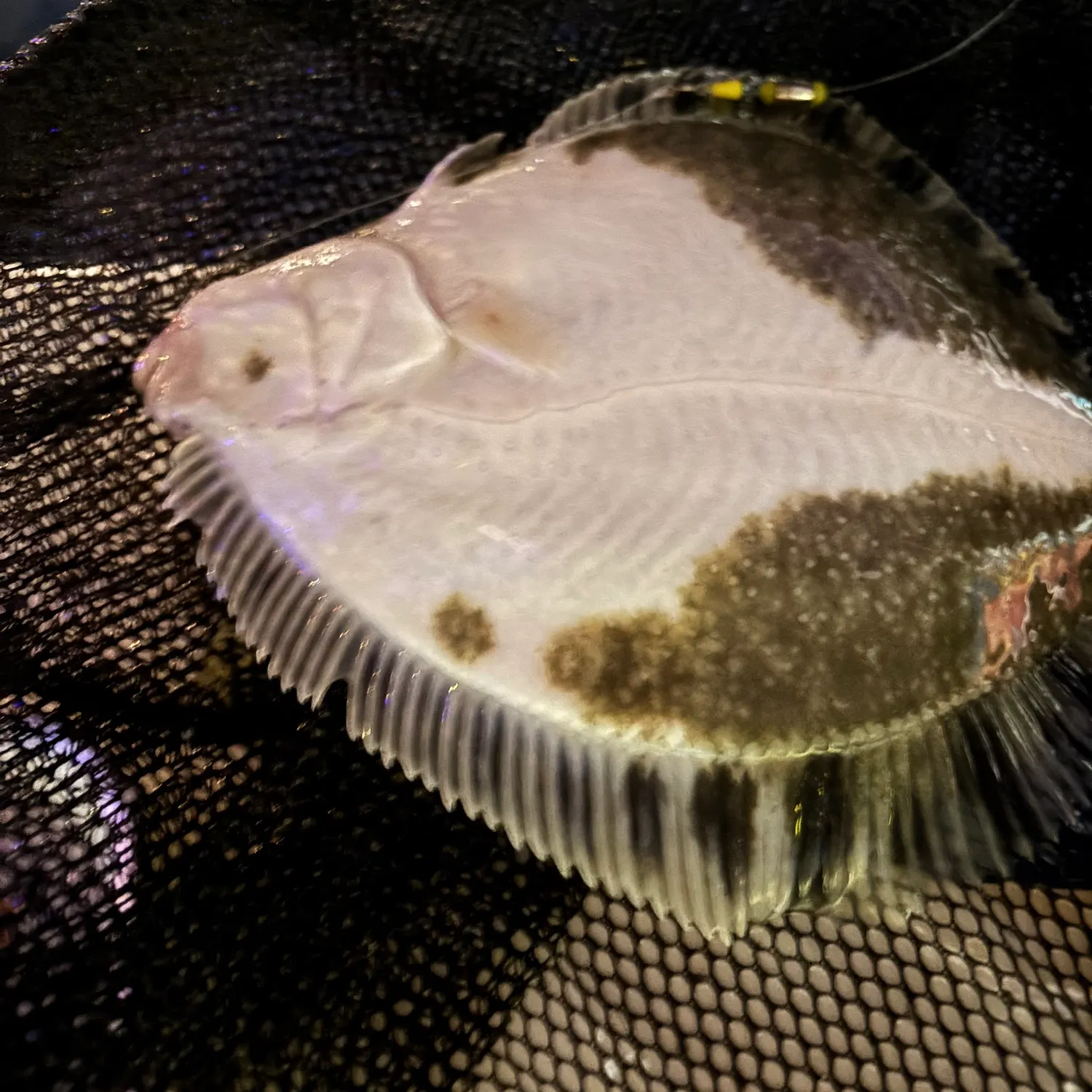 The most recent Stone Flounder catches on Fishbrain
