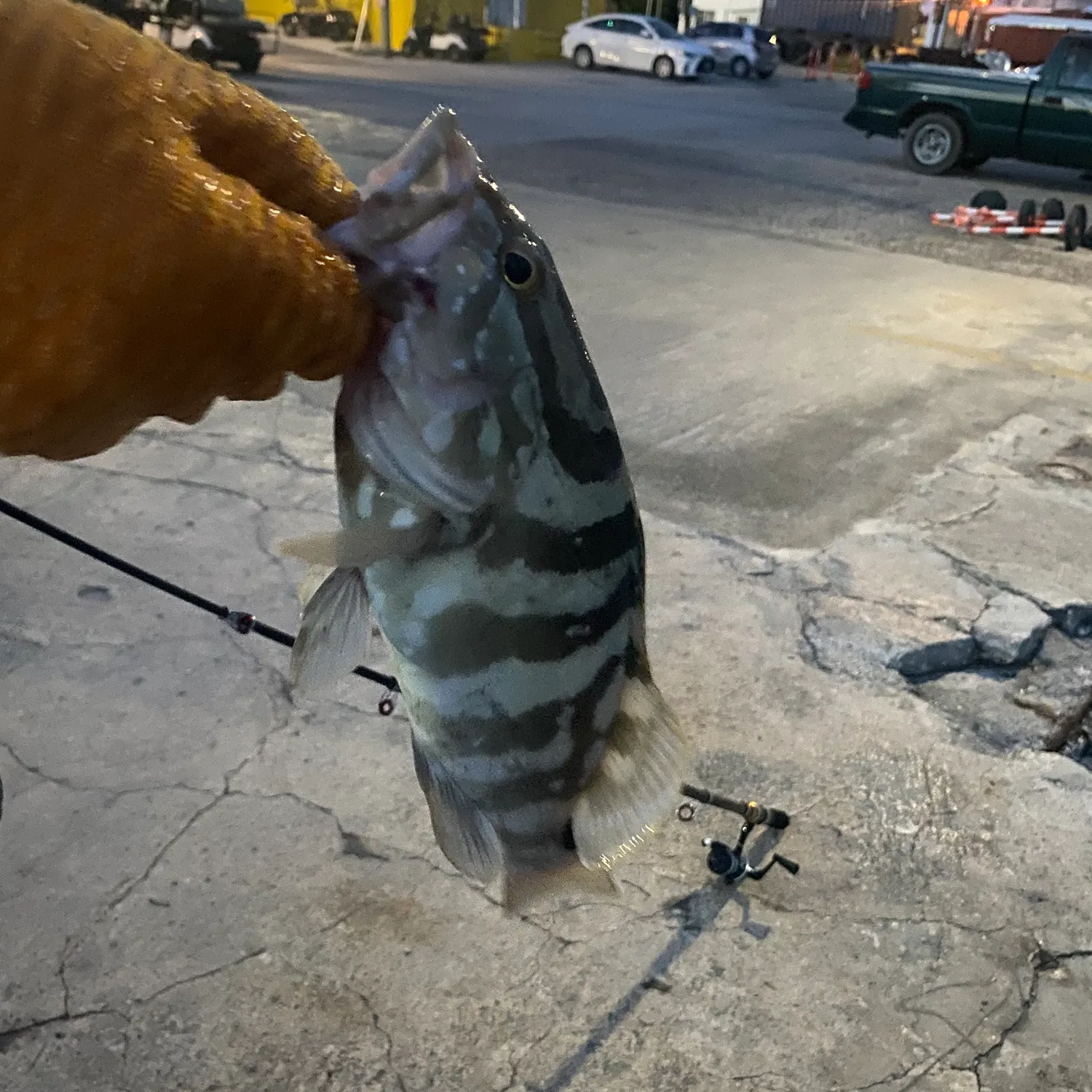 The most recent Nassau grouper catches on Fishbrain