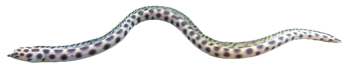 Tiger snake eel